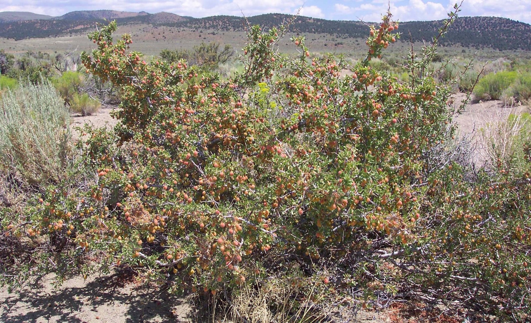 Desert Peach — photo 14