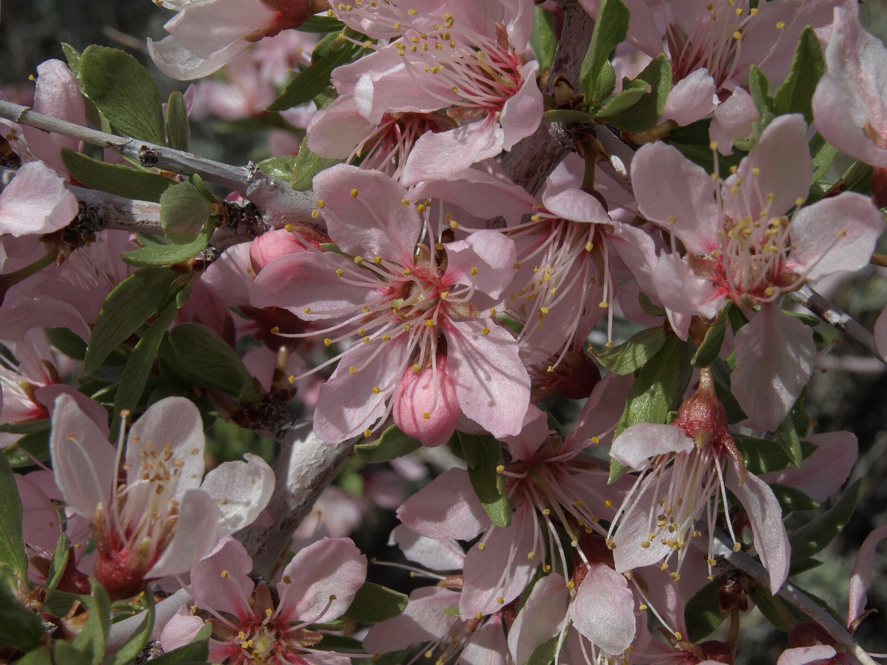 Desert Peach — photo 15