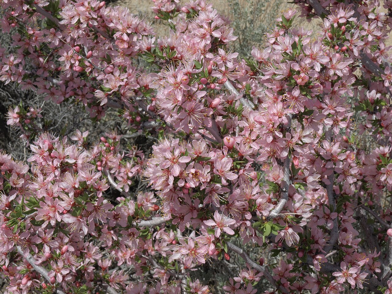 Desert Peach — photo 24
