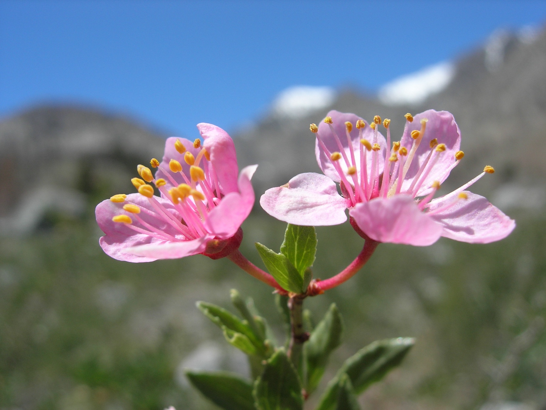 Desert Peach — photo 16