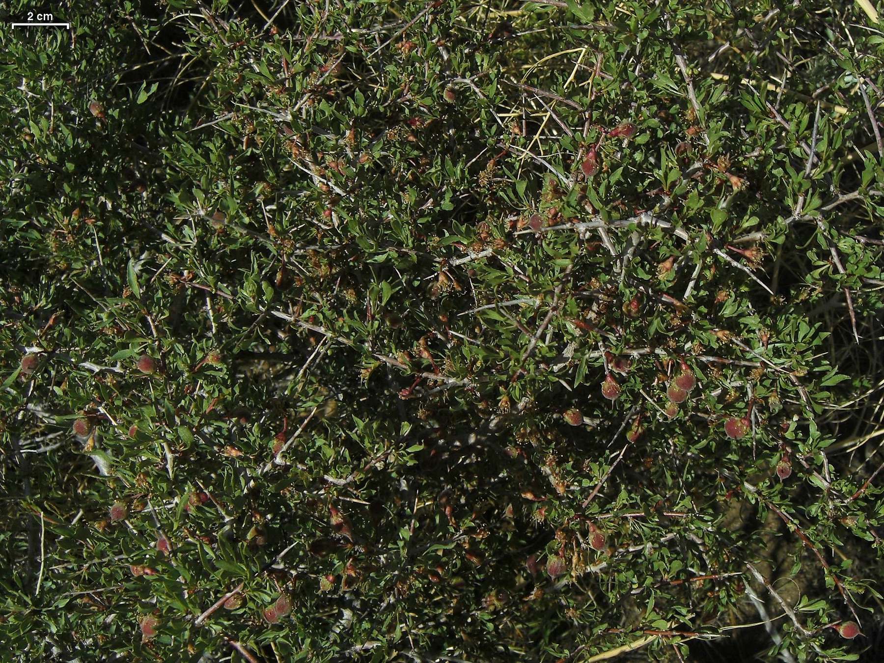 Desert Peach — photo 17