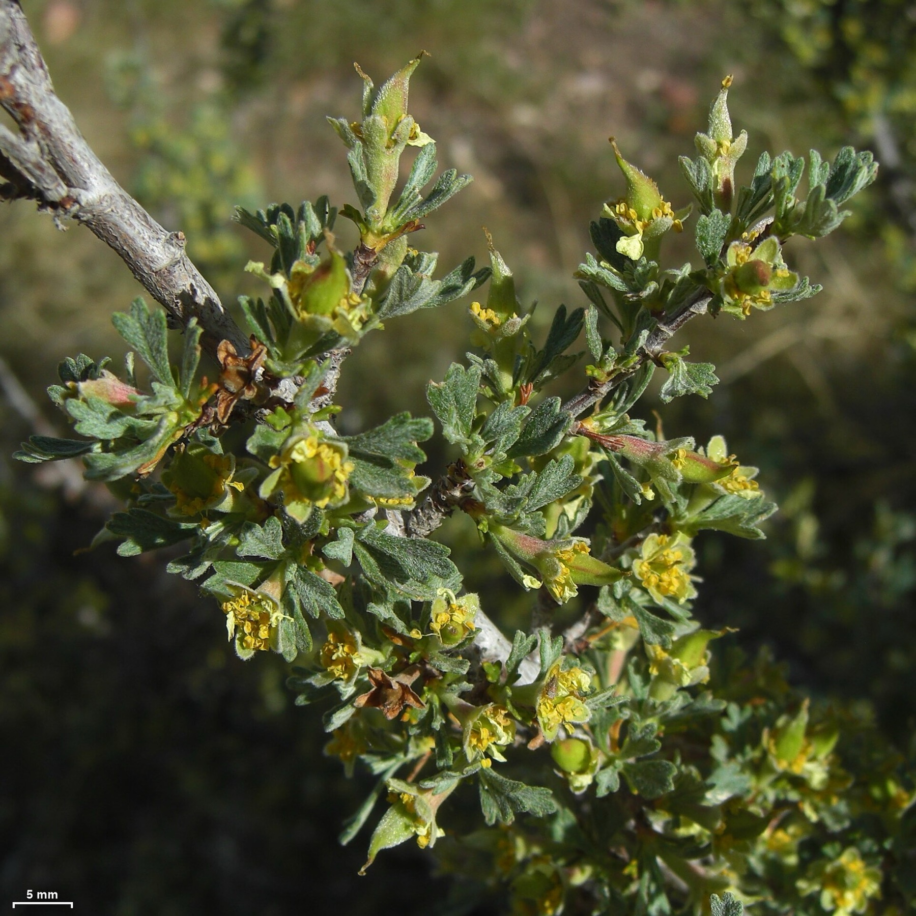 Desert Peach — photo 18