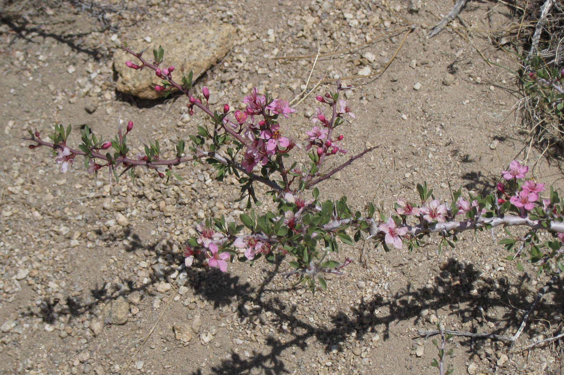 Desert Peach — photo 19
