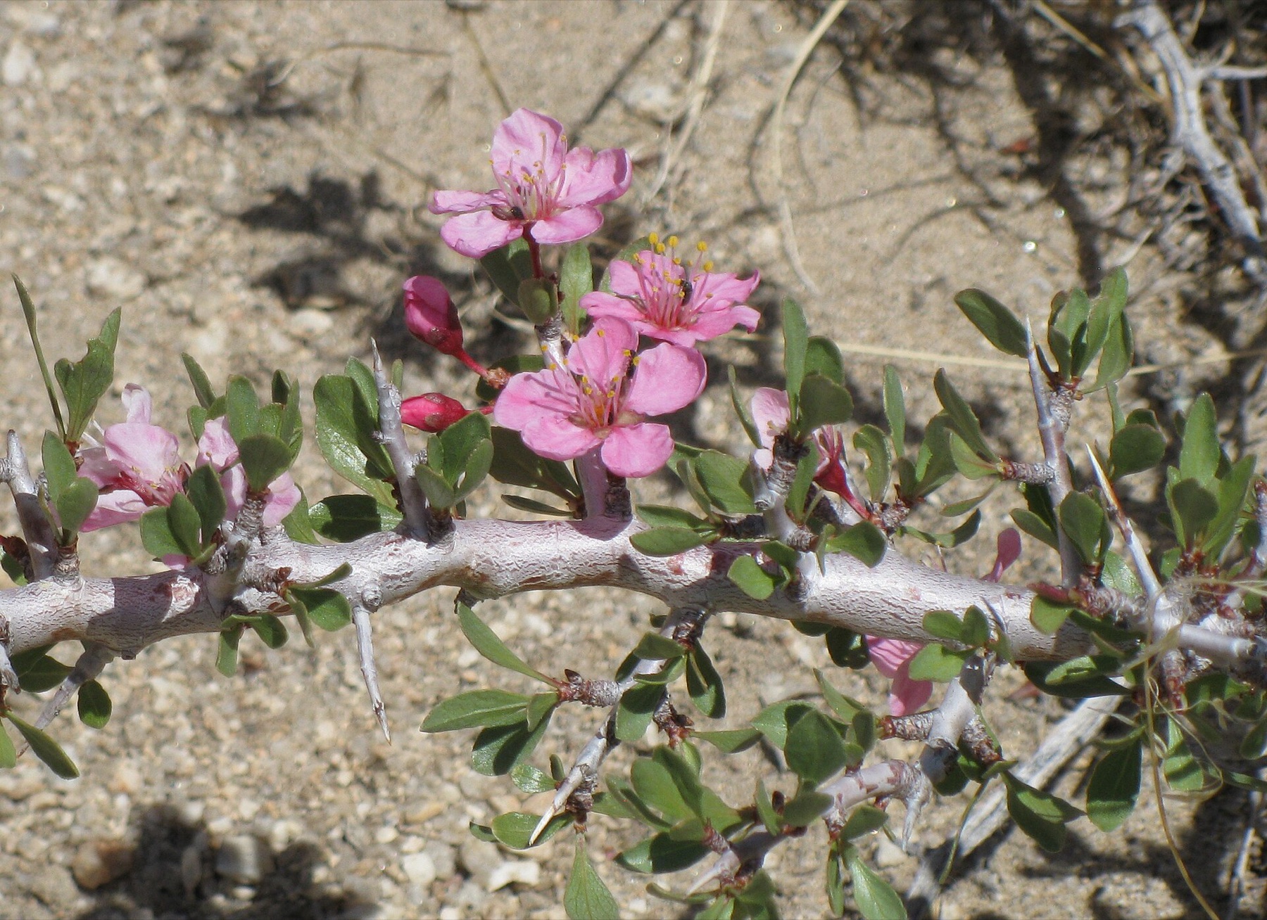 Desert Peach — photo 20