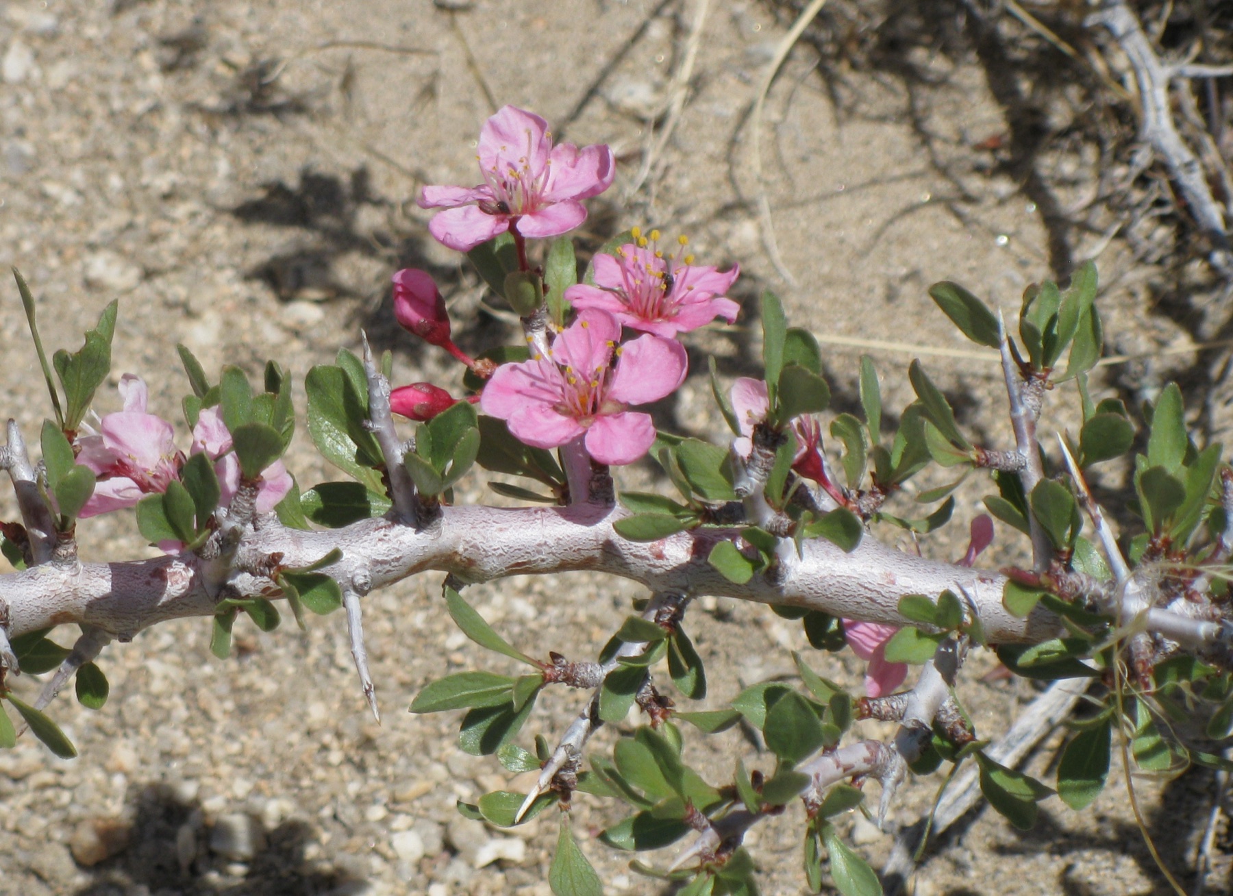 Desert Peach — photo 21
