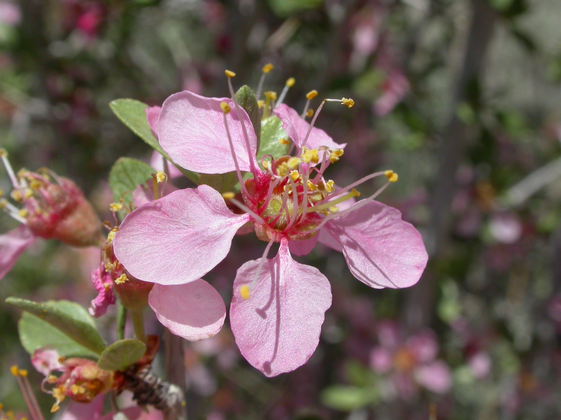 Desert Peach — photo 22