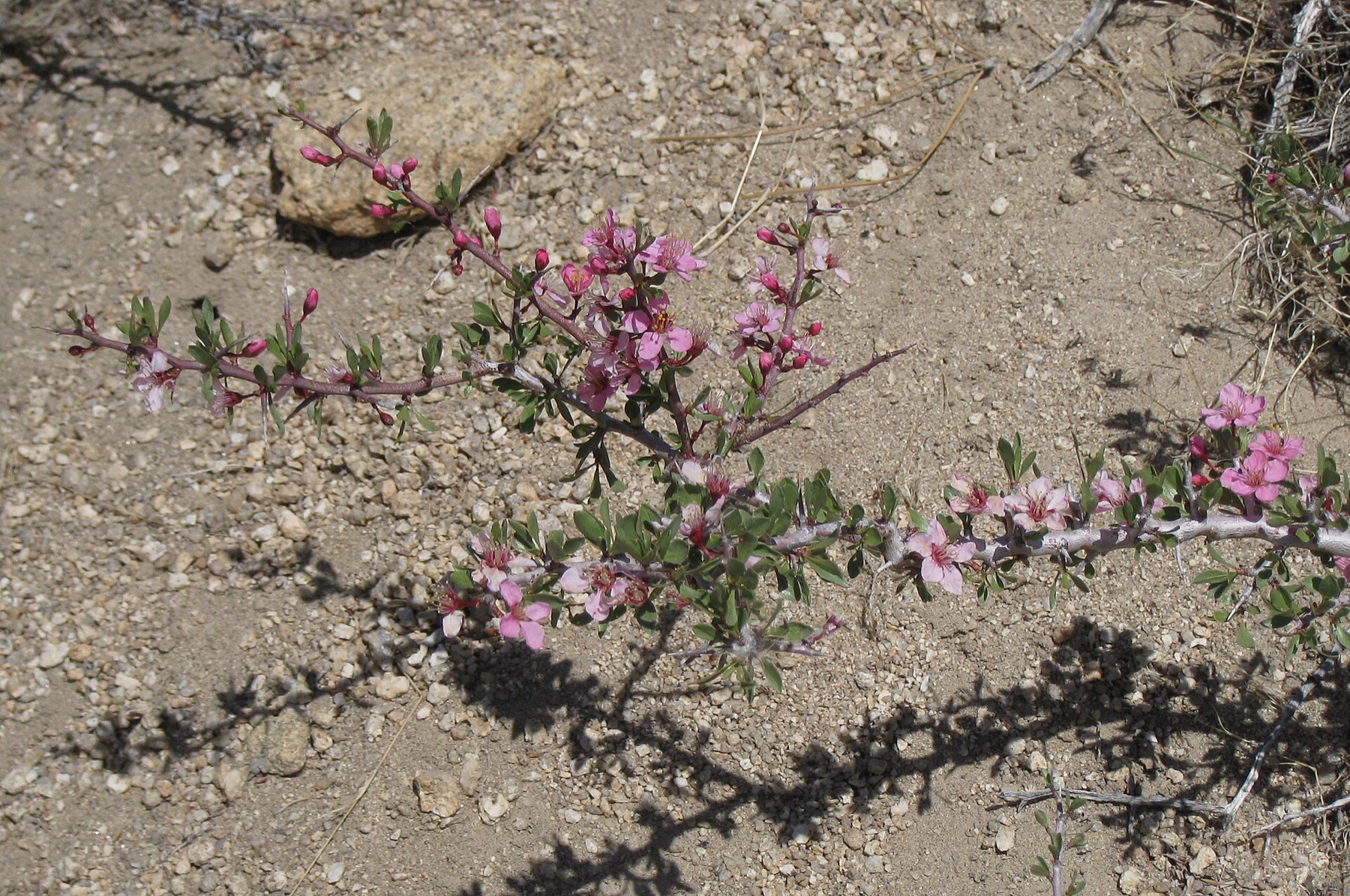 Desert Peach — photo 1