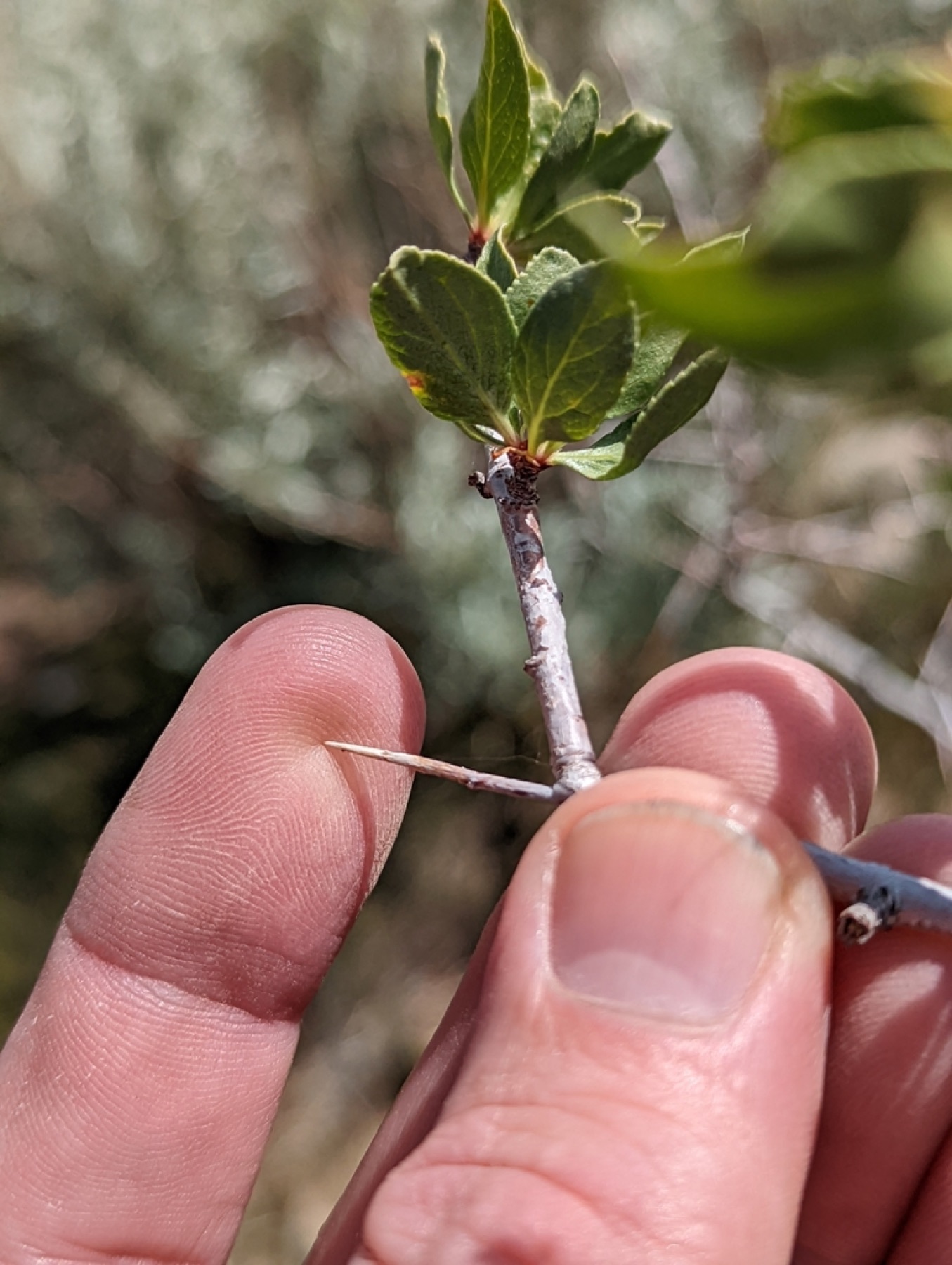 Desert Peach — photo 2