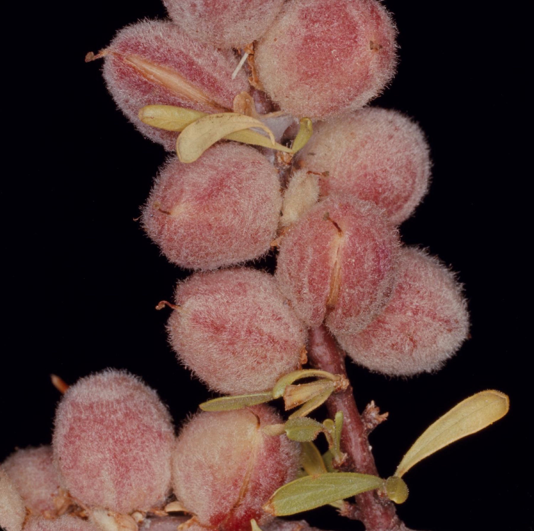 Desert Peach — photo 3
