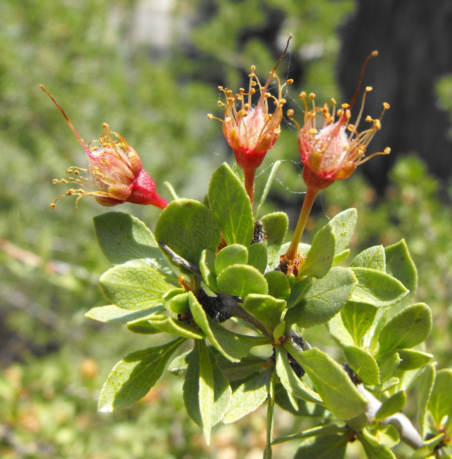 Desert Peach — photo 4