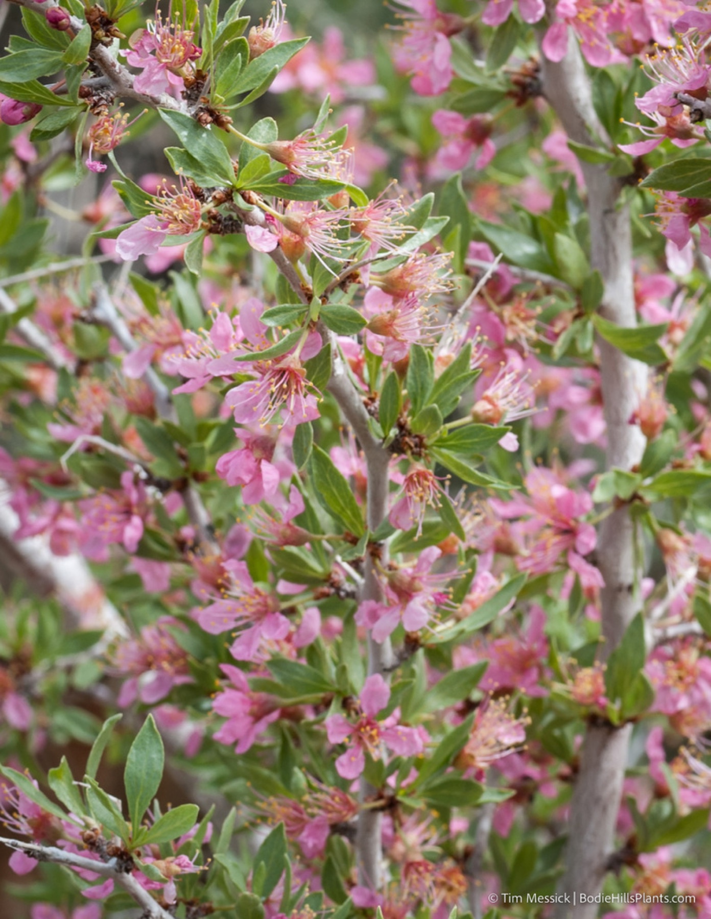 Desert Peach — photo 5