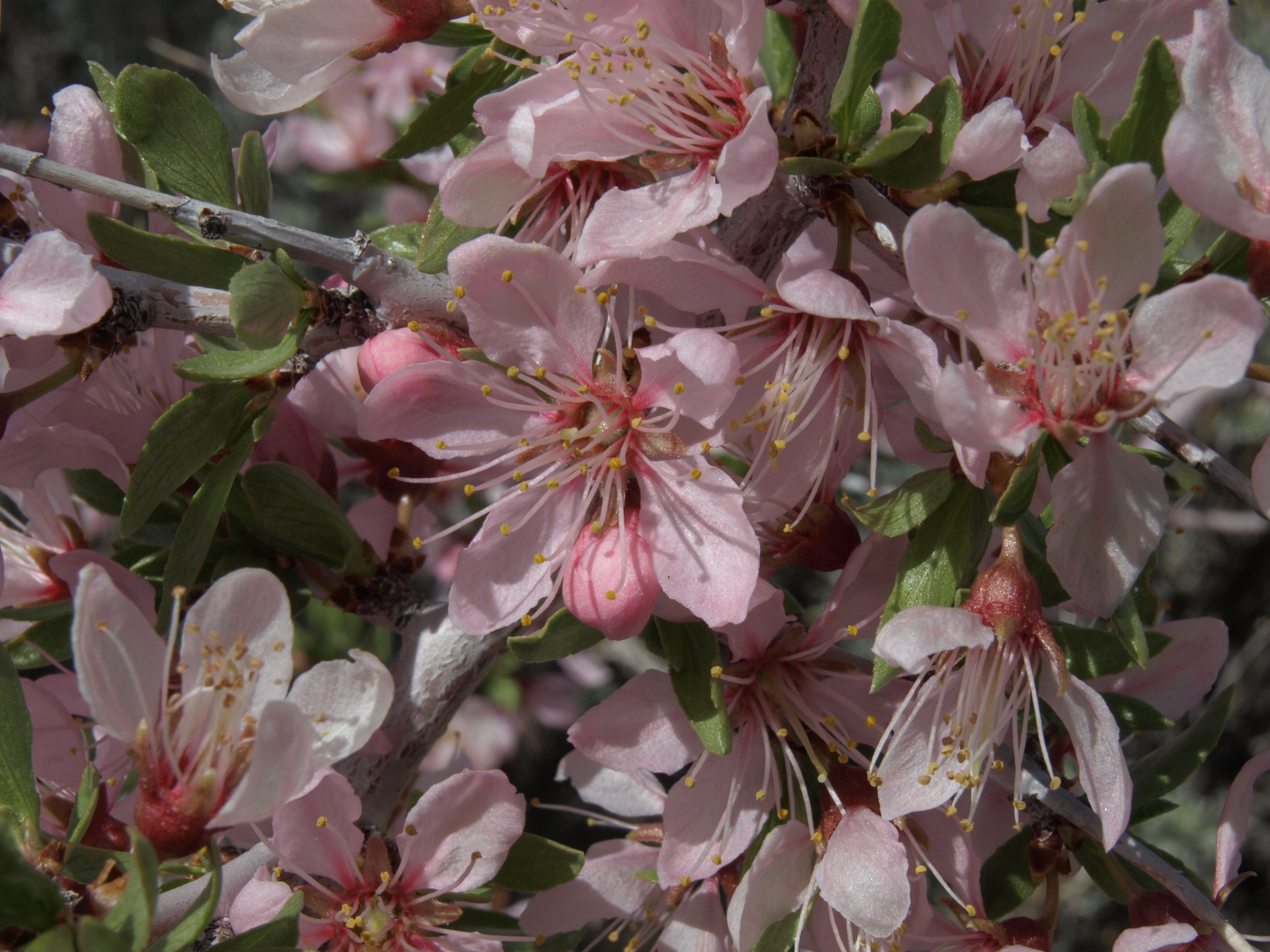 Desert Peach — photo 23