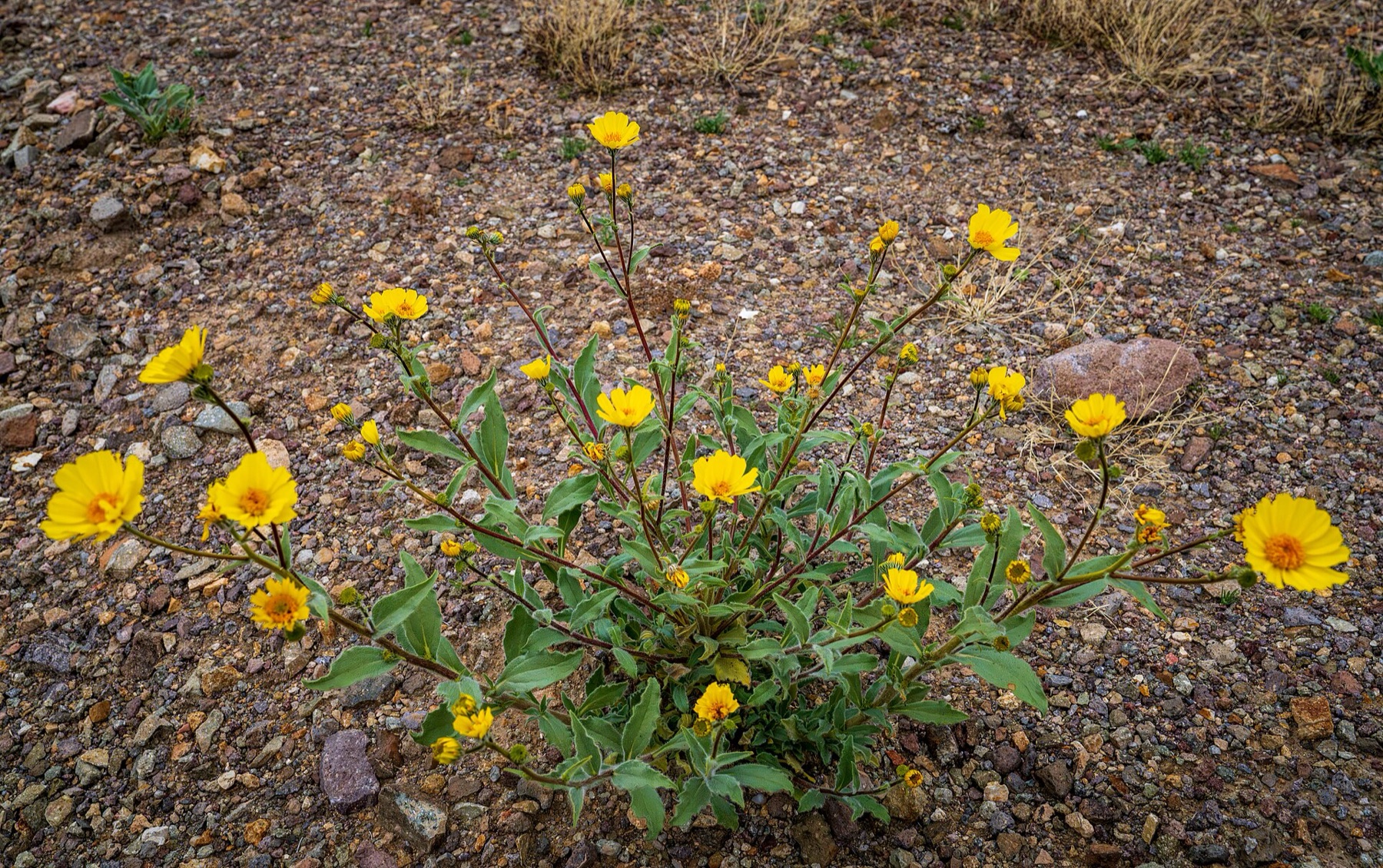 Desert Sunflower — photo 6