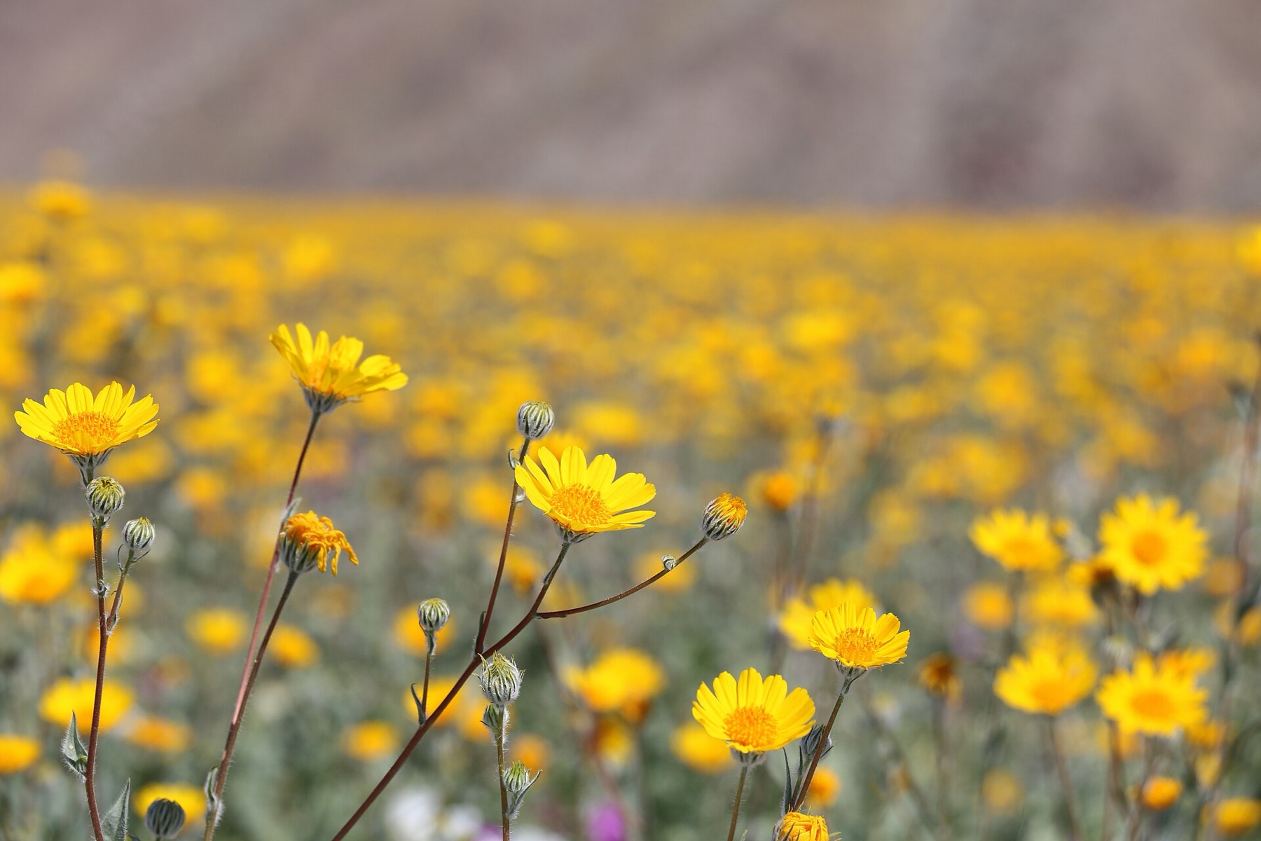 Desert Sunflower — photo 7