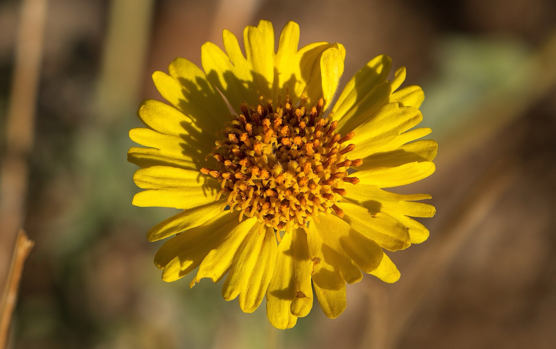 Desert Sunflower — photo 8