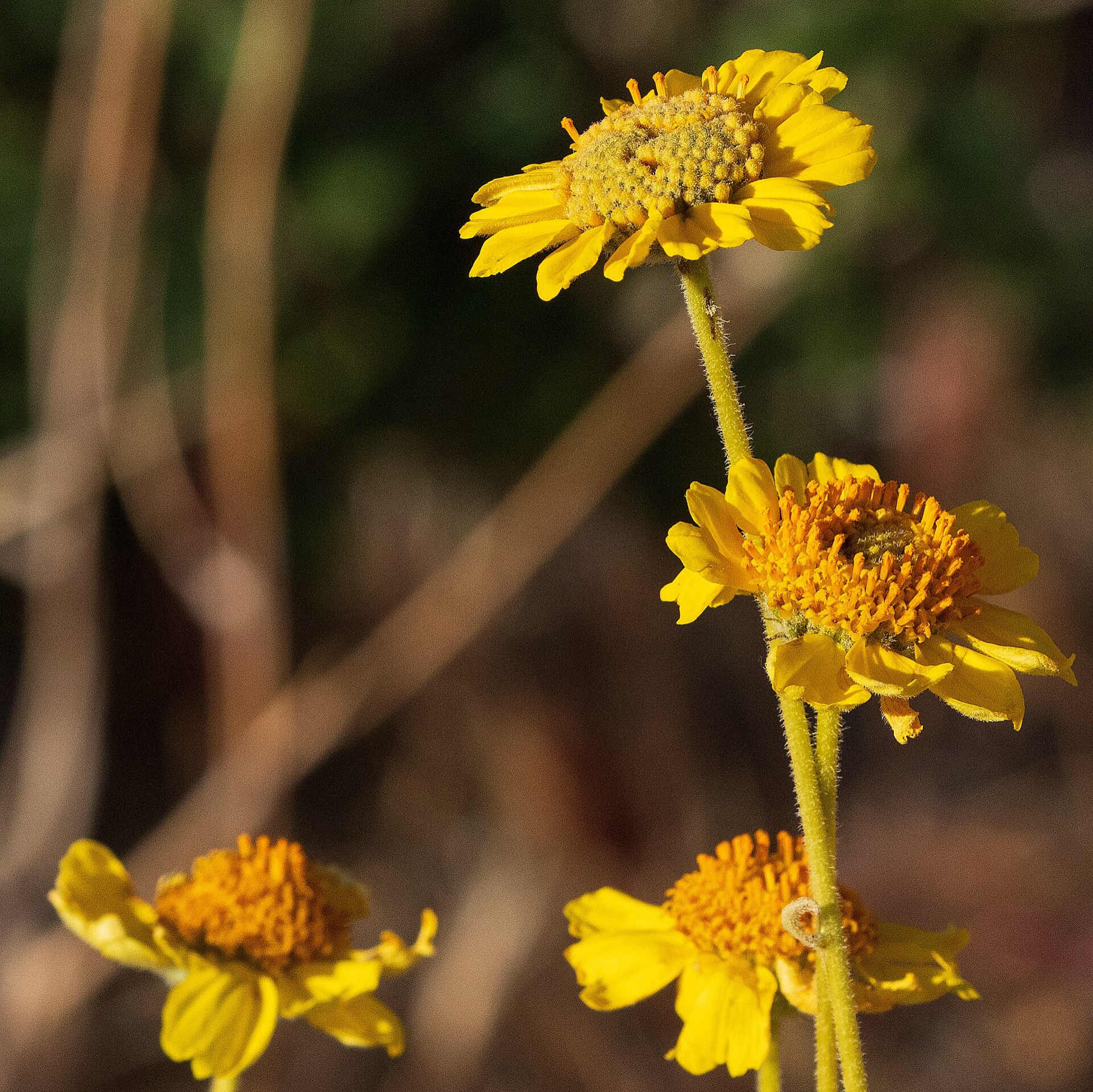 Desert Sunflower — photo 9