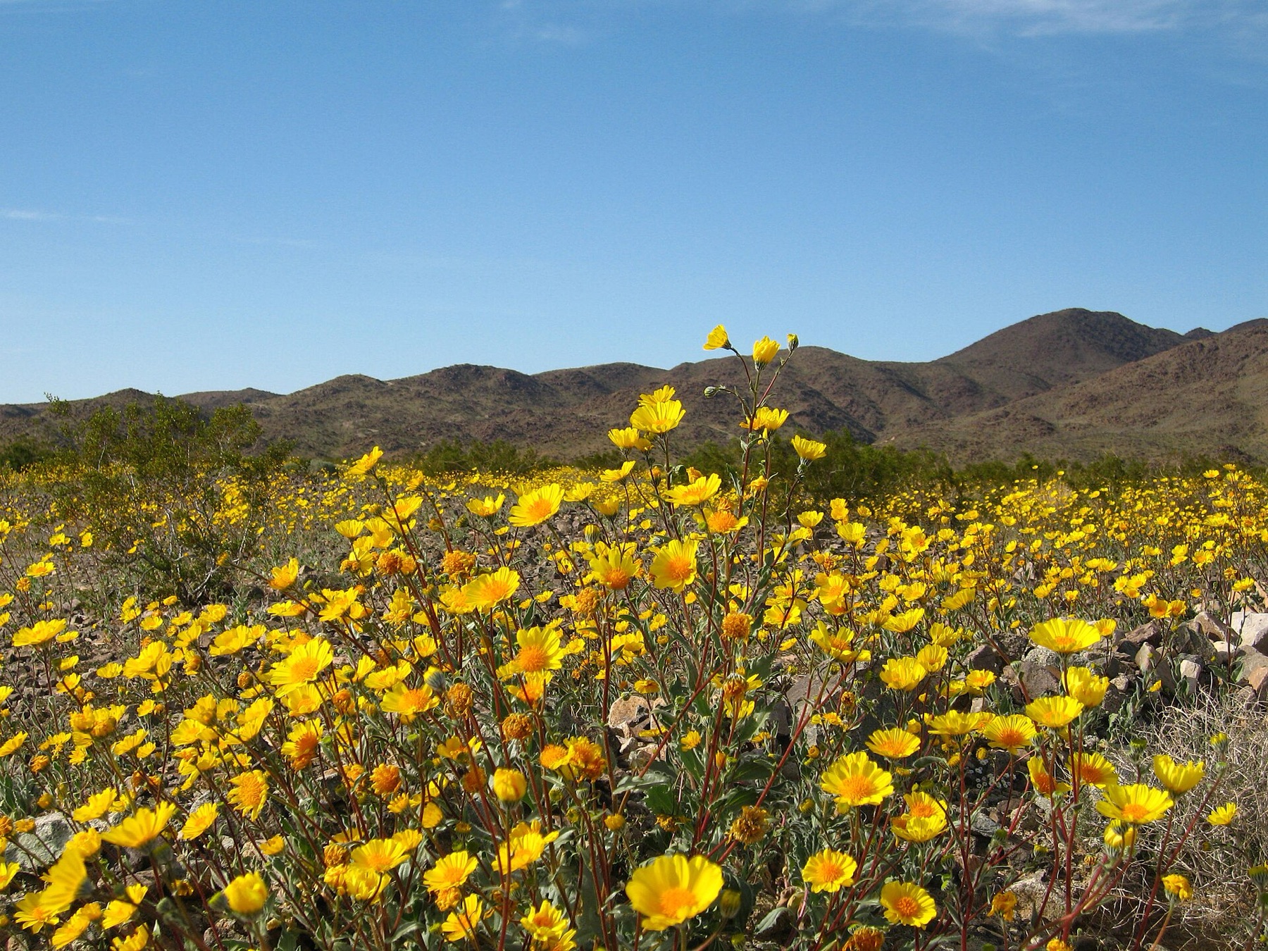 Desert Sunflower — photo 10