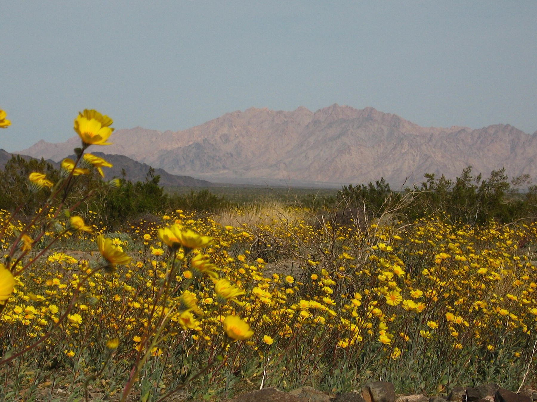 Desert Sunflower — photo 11