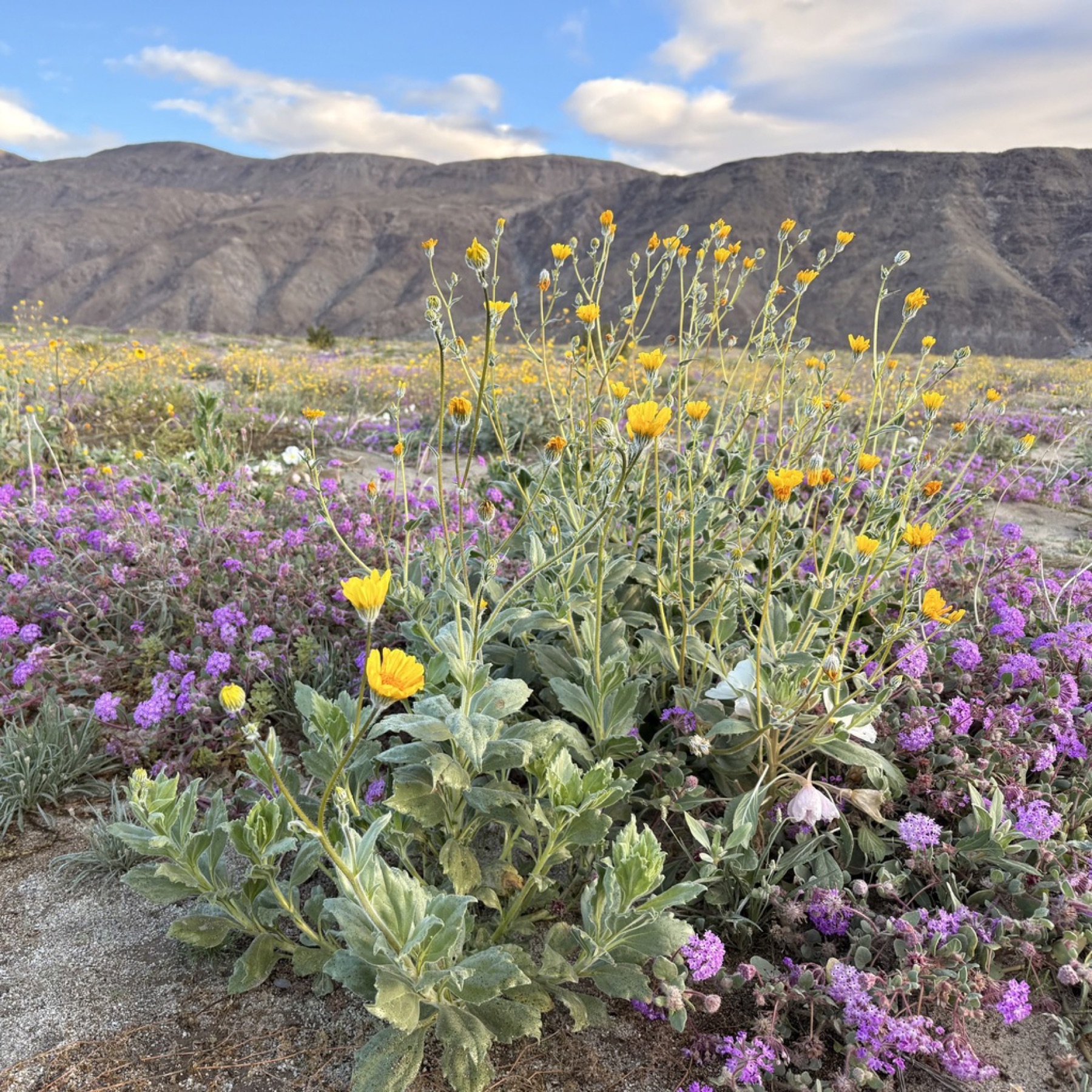 Desert Sunflower — photo 12