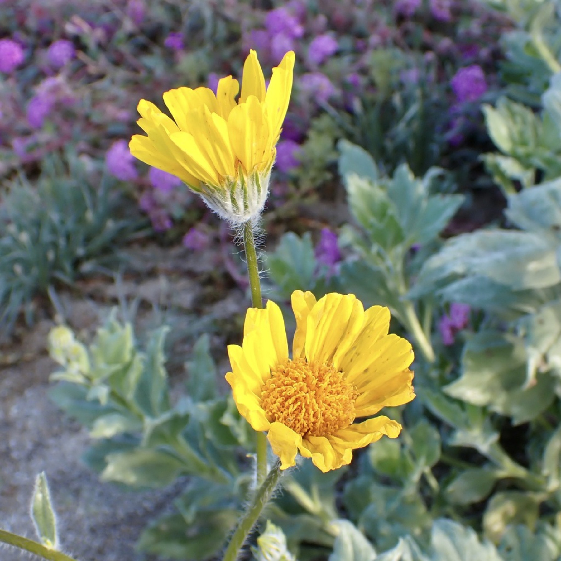 Desert Sunflower — photo 13