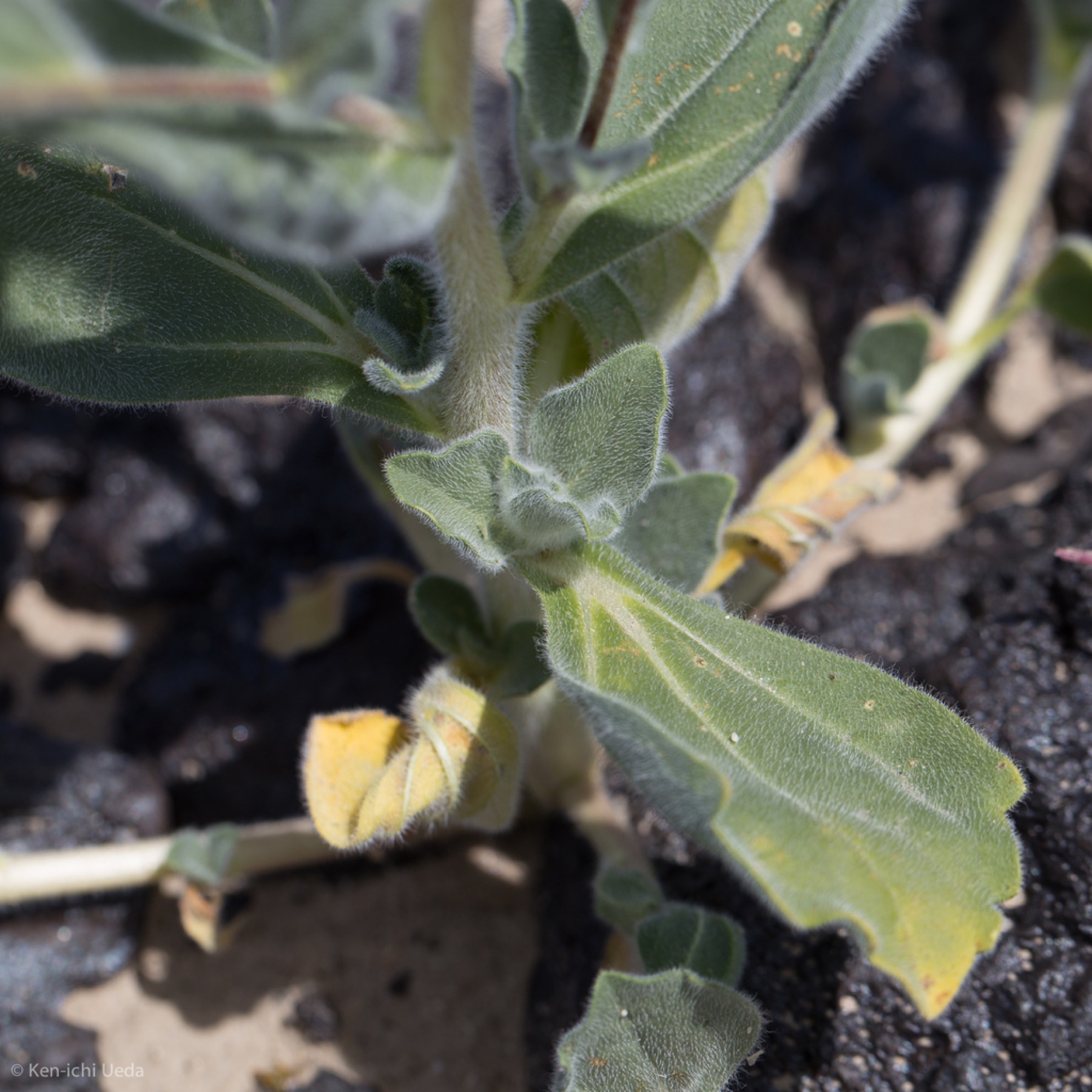 Desert Sunflower — photo 14