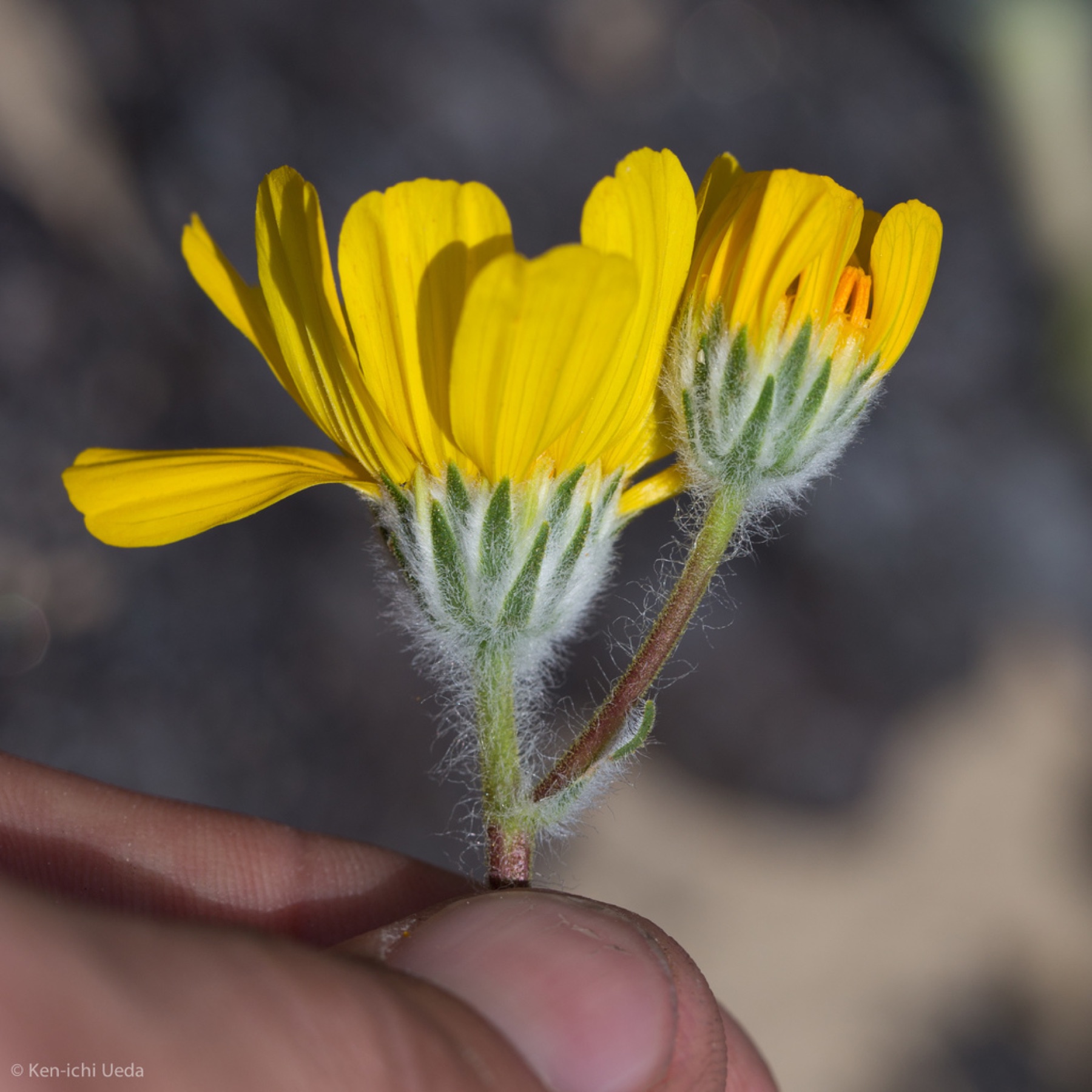 Desert Sunflower — photo 15