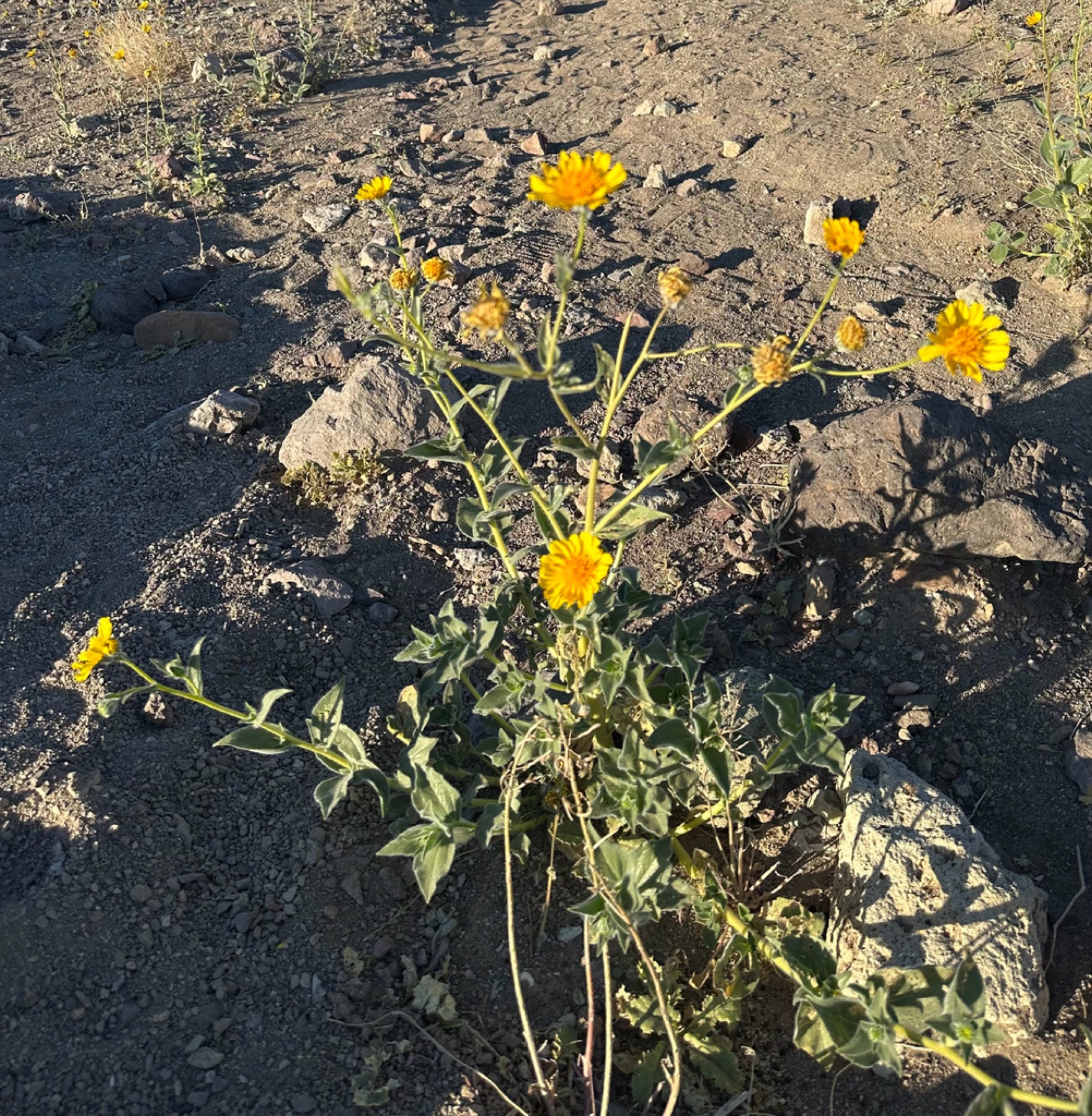 Desert Sunflower — photo 16