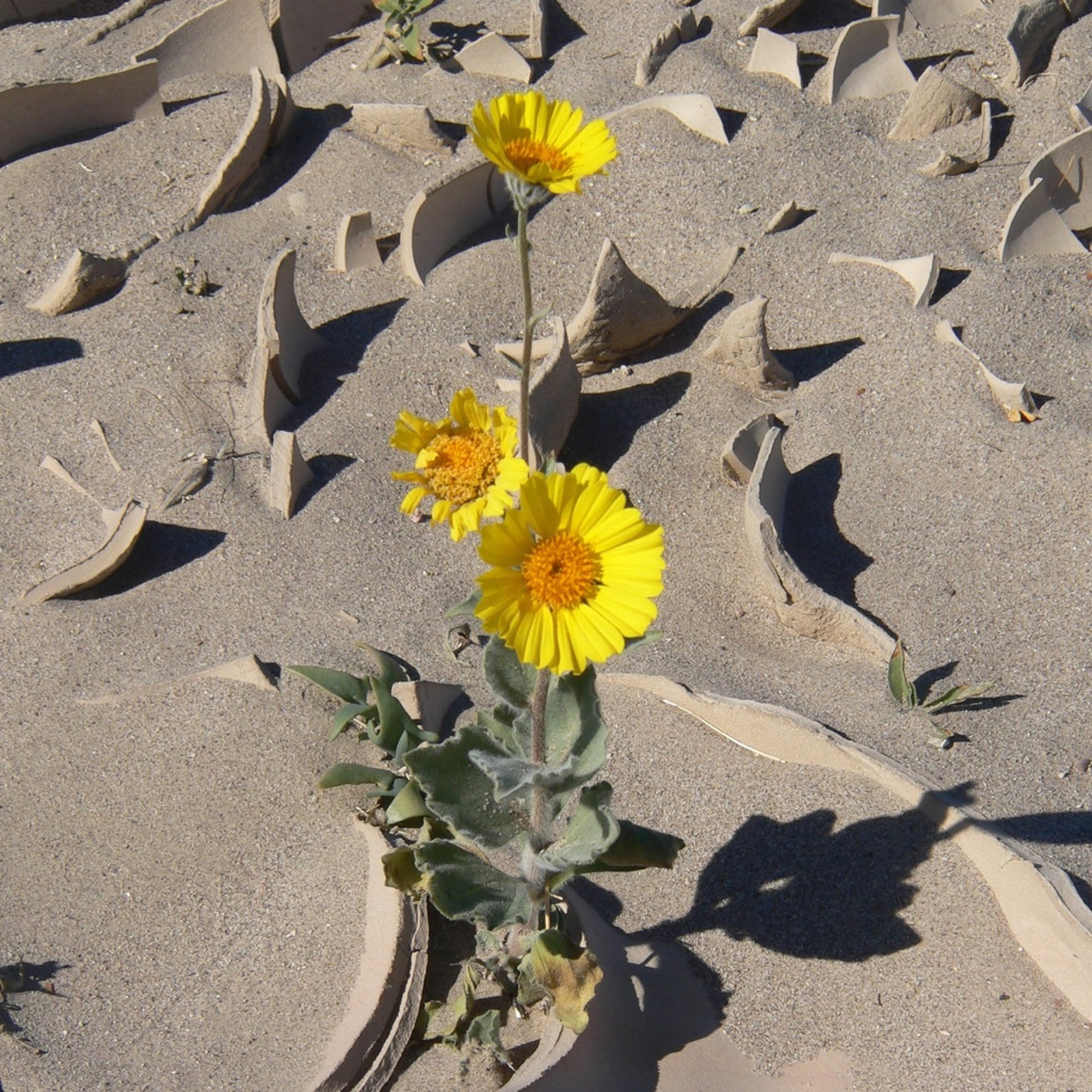 Desert Sunflower — photo 17