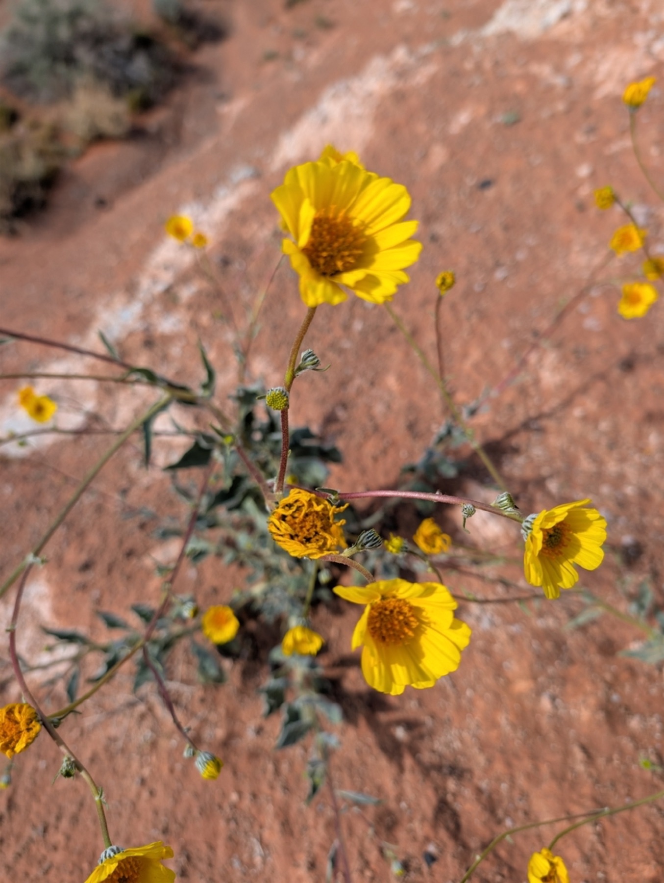 Desert Sunflower — photo 18
