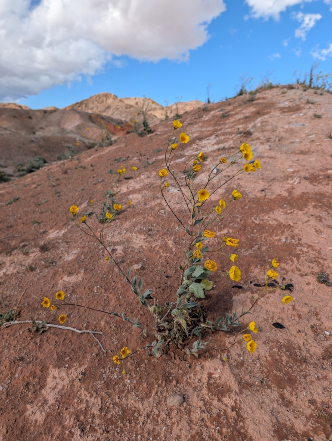 Desert Sunflower — photo 19