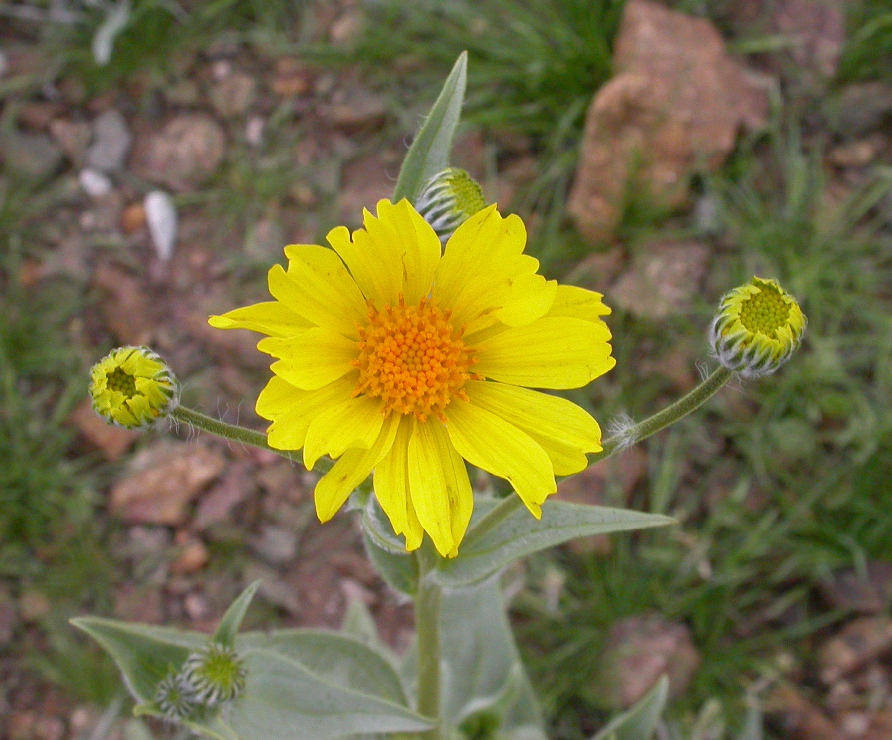 Desert Sunflower — photo 20