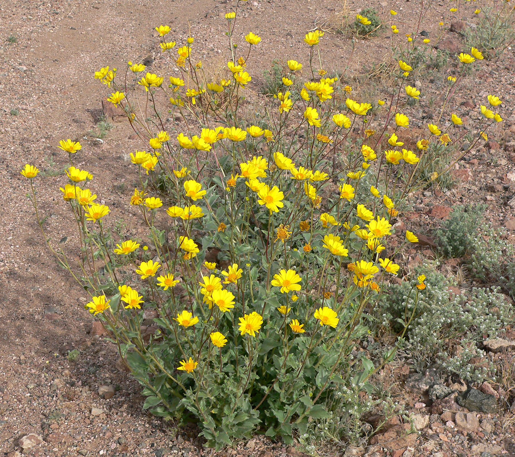 Desert Sunflower — photo 21