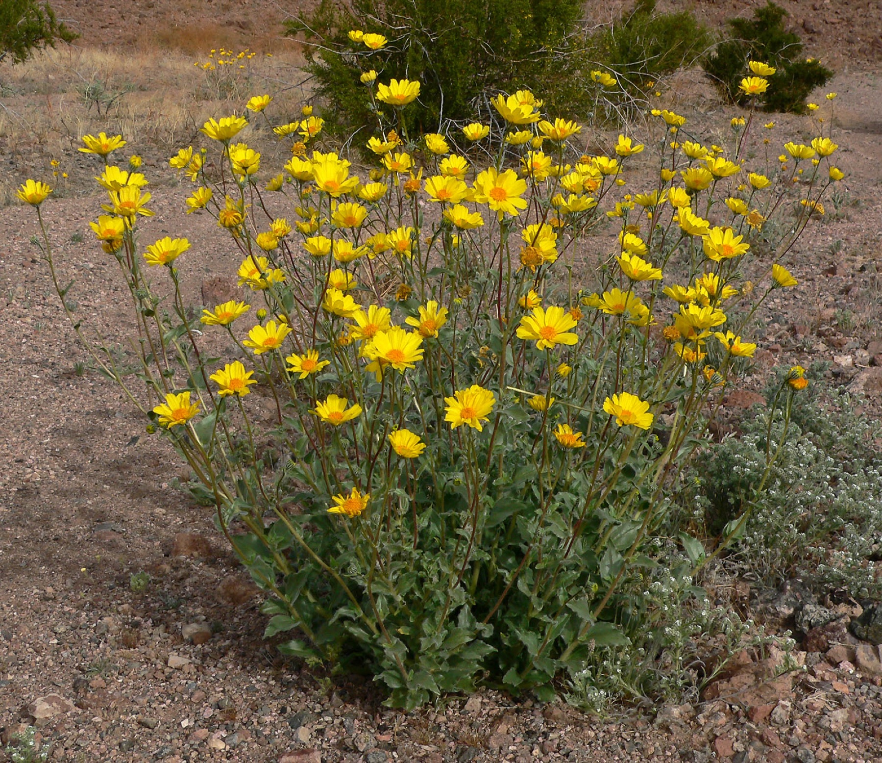 Desert Sunflower — photo 22