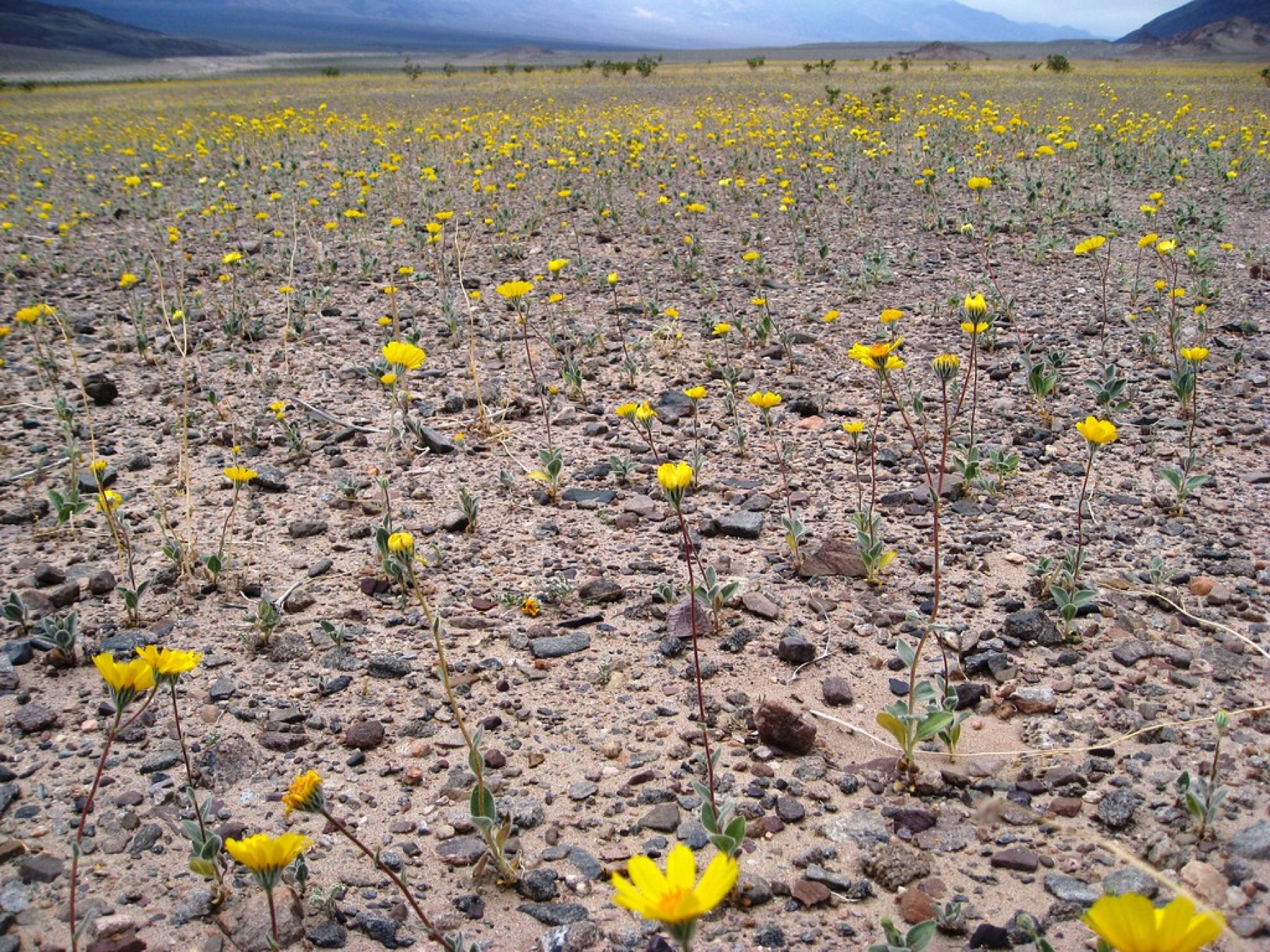 Desert Sunflower — photo 23