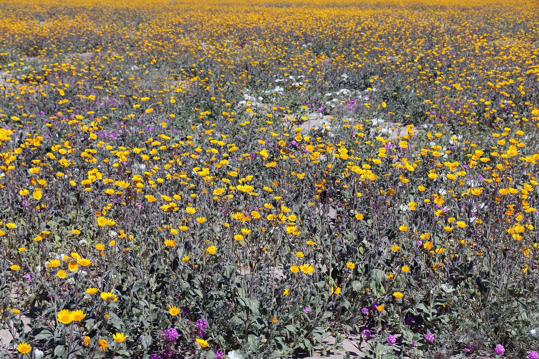 Desert Sunflower