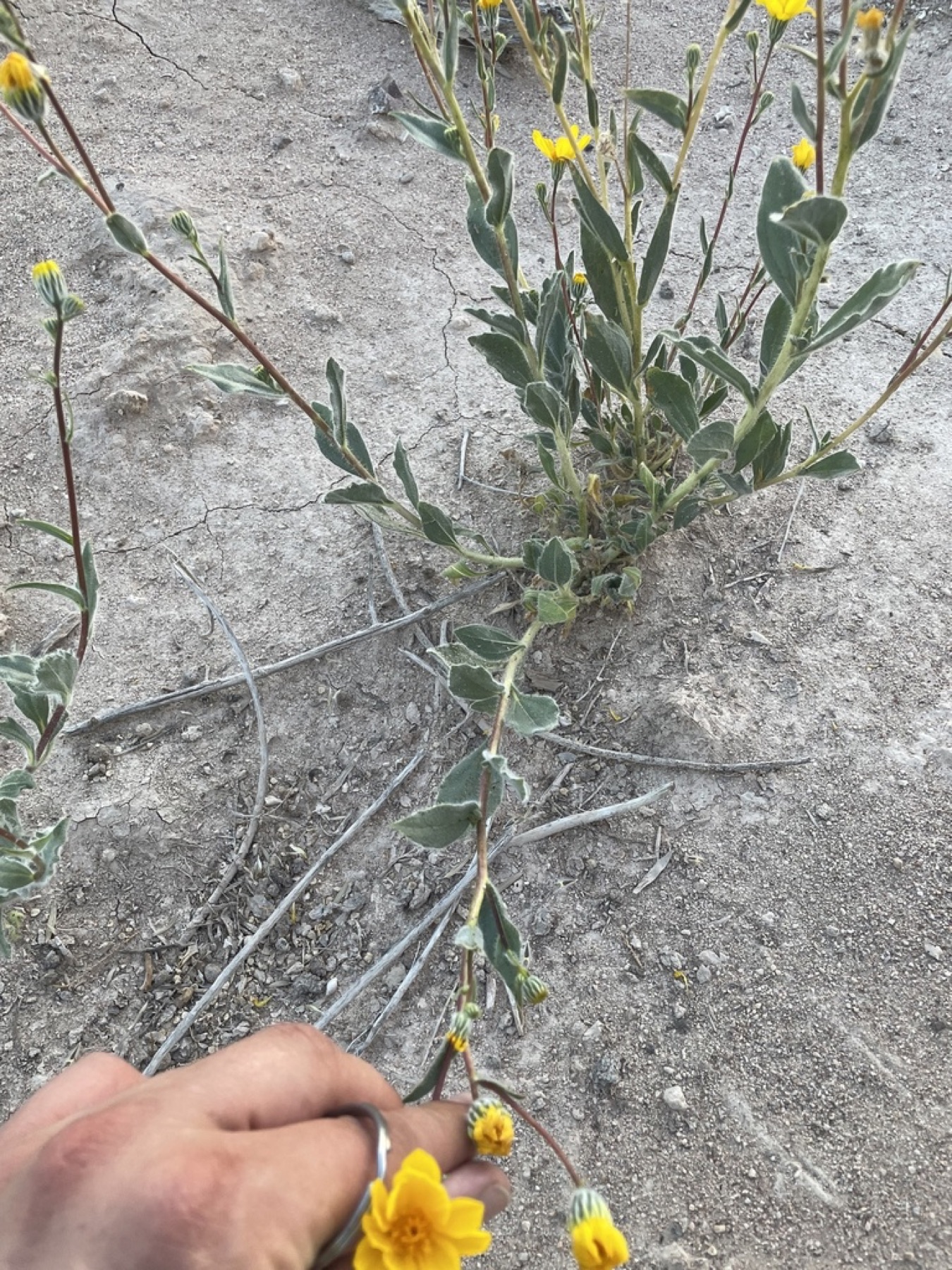 Desert Sunflower — photo 2