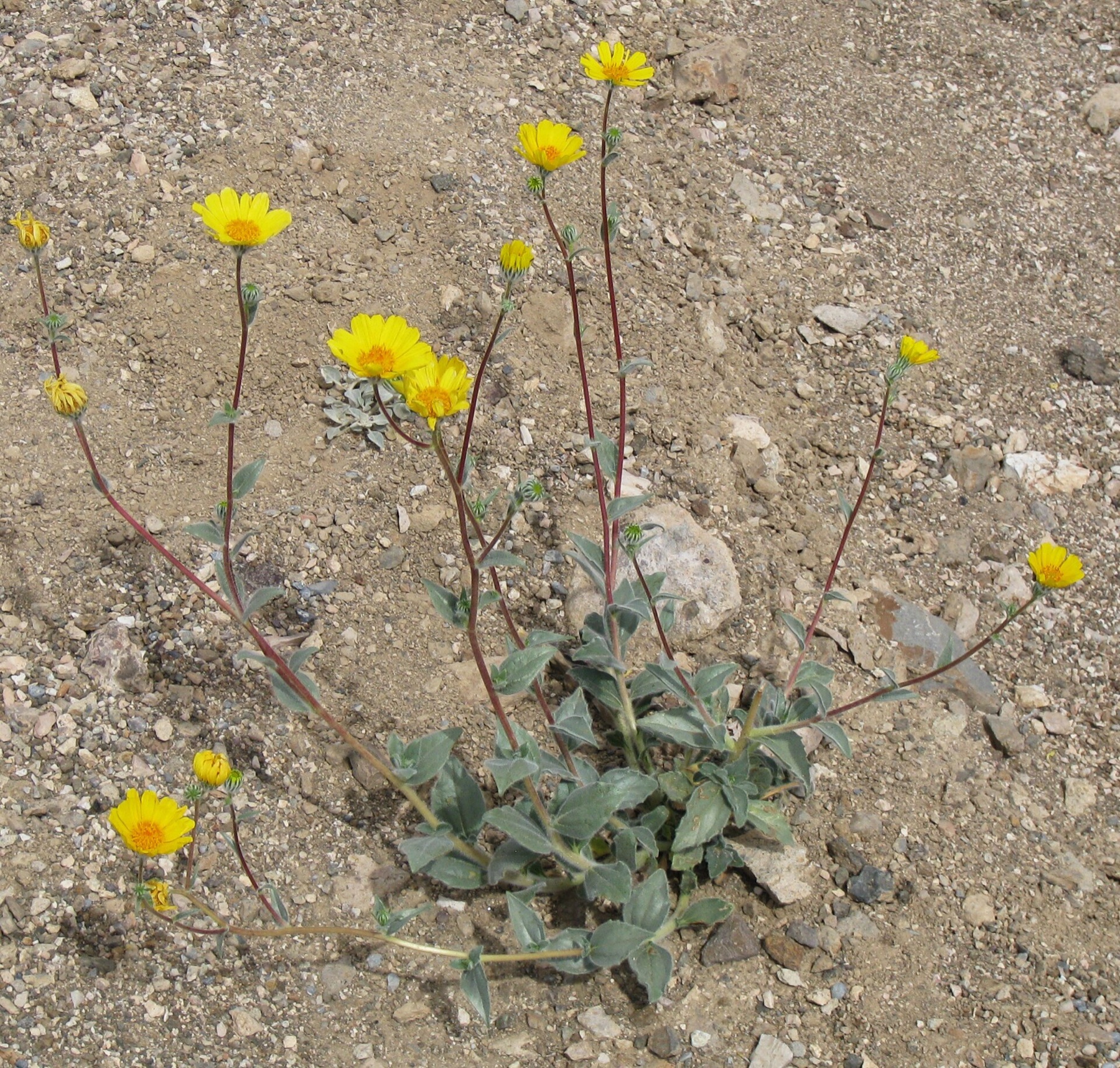 Desert Sunflower — photo 3