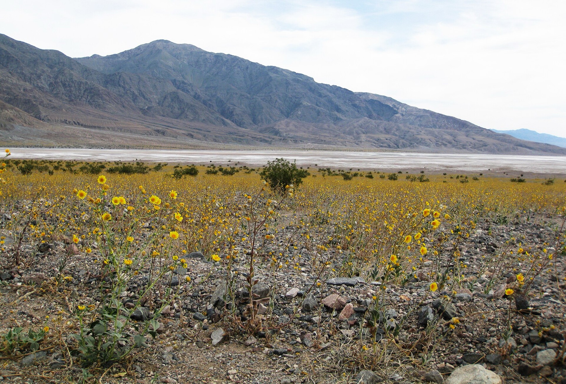 Desert Sunflower — photo 4