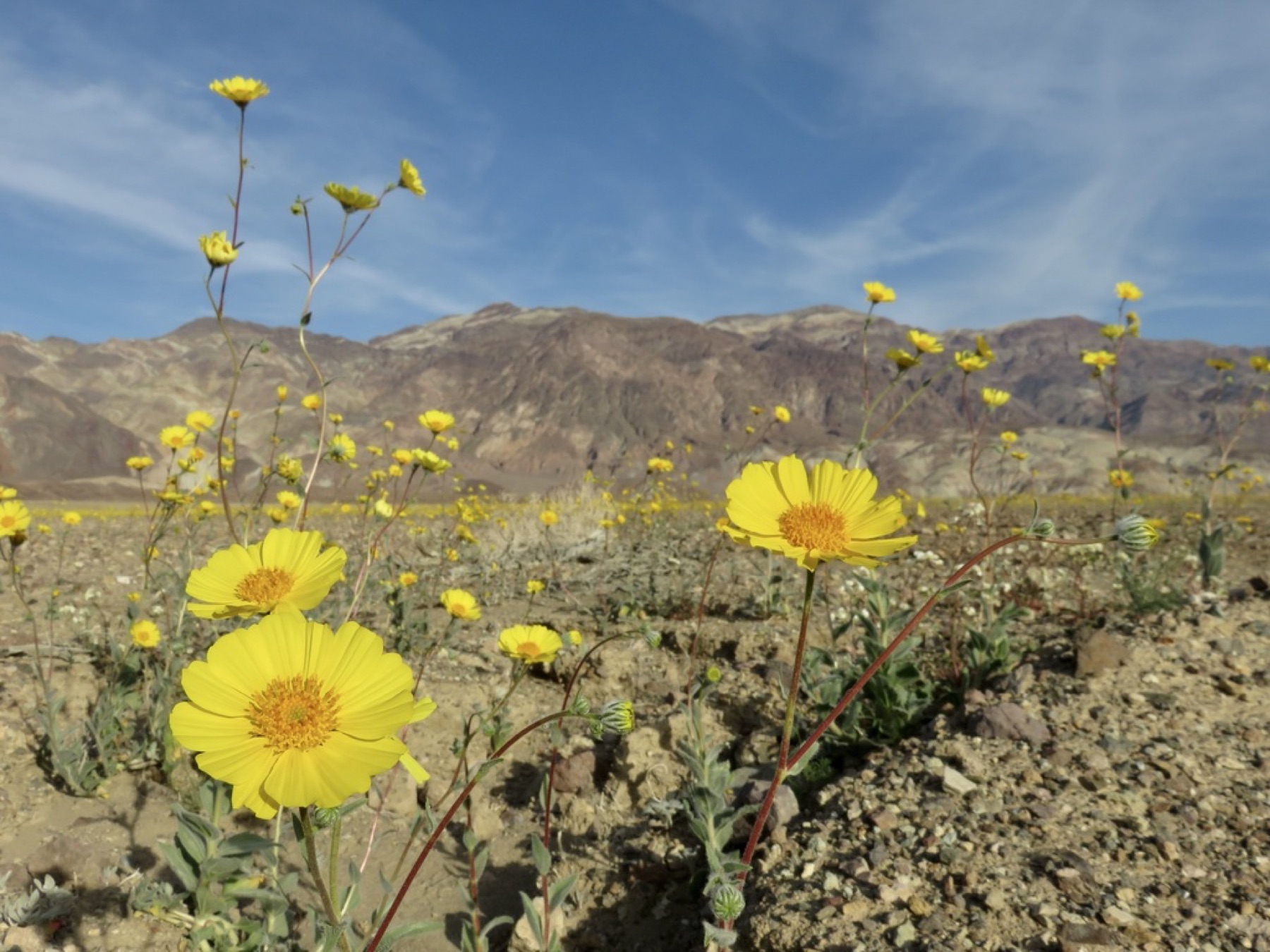 Desert Sunflower — photo 5