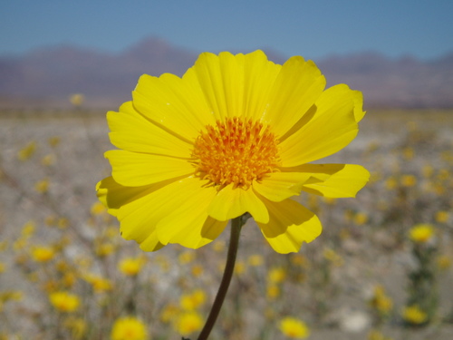 Desert Sunflower — photo 24