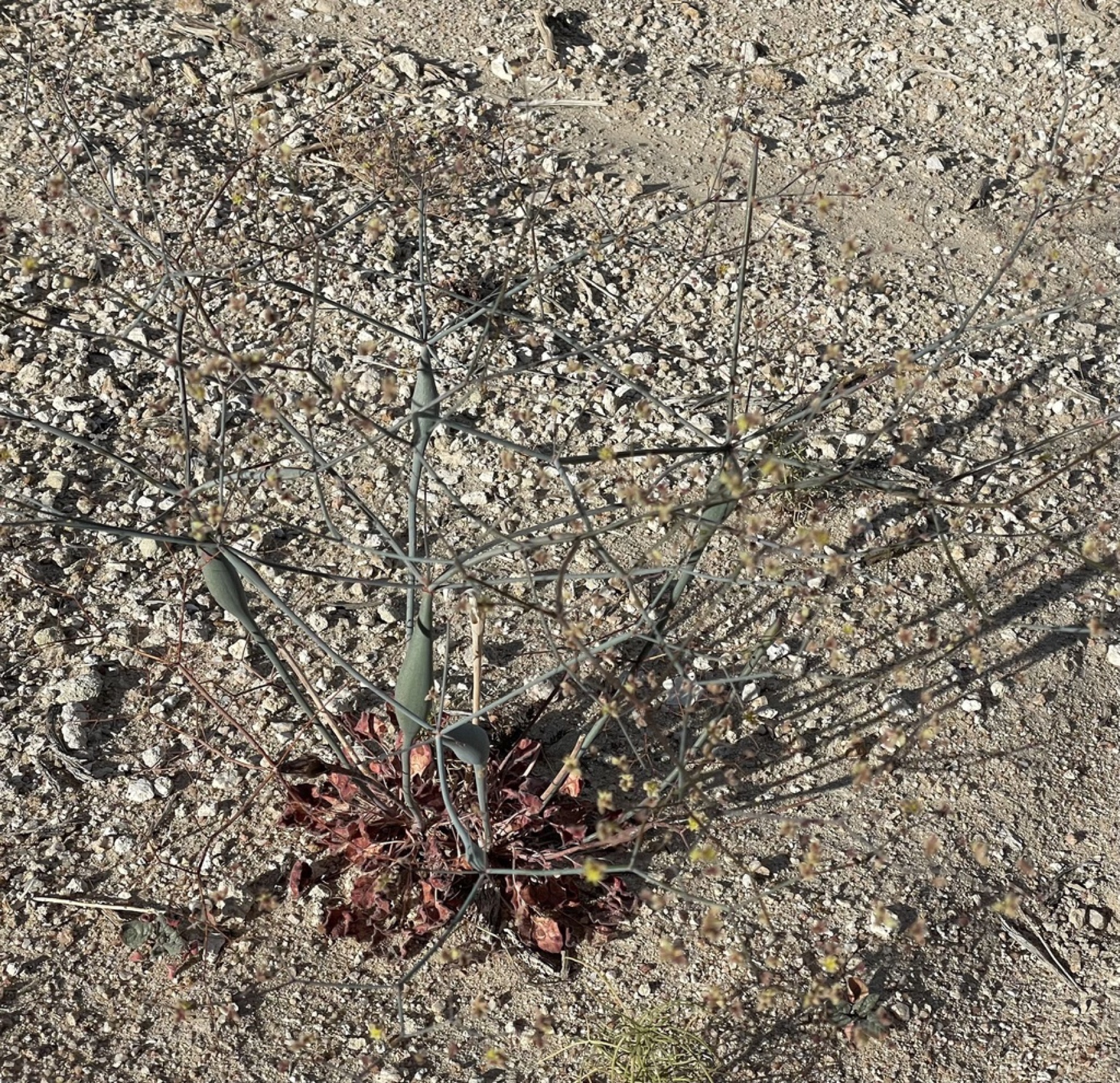 Desert Trumpet — photo 6