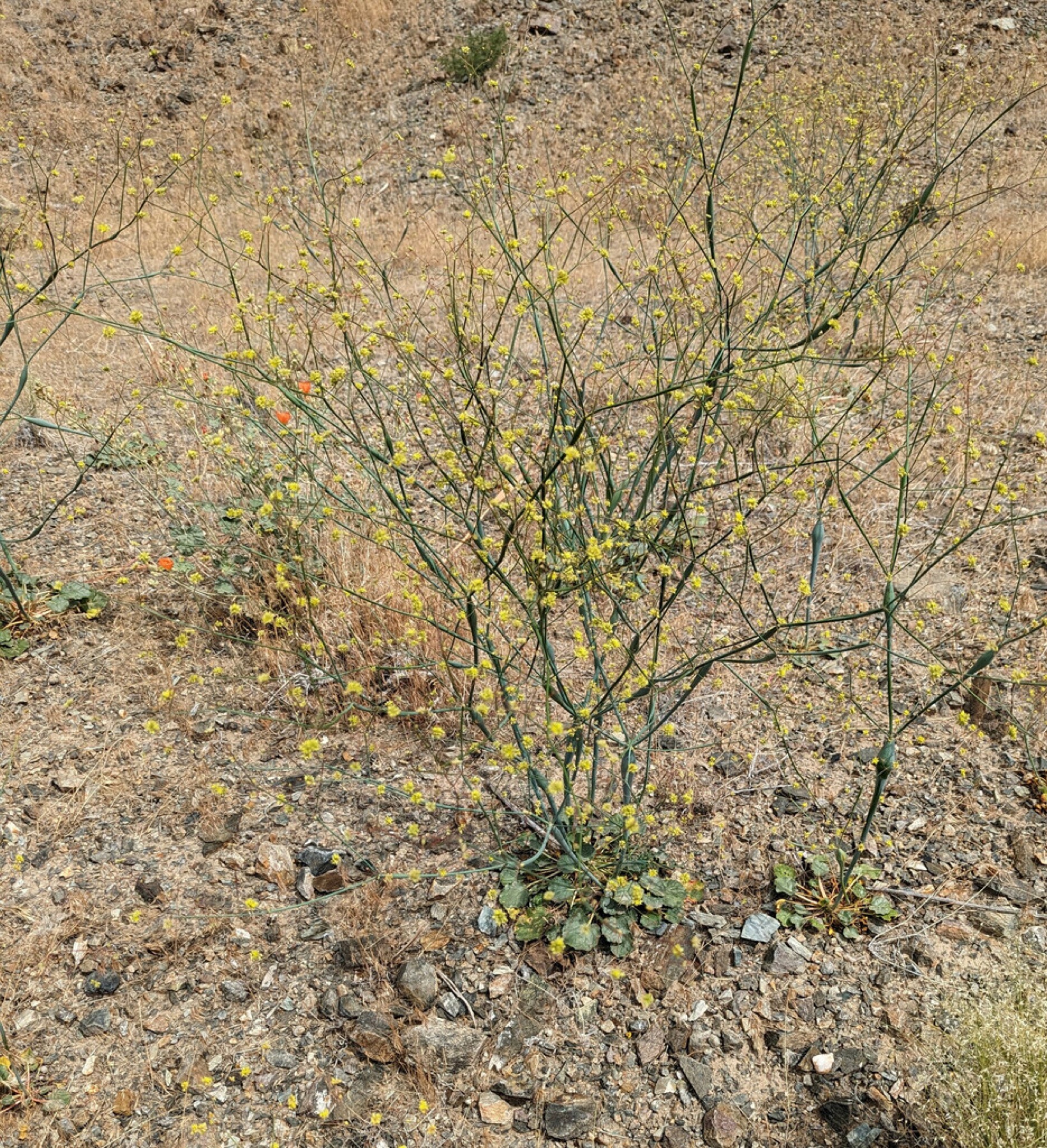 Desert Trumpet — photo 7
