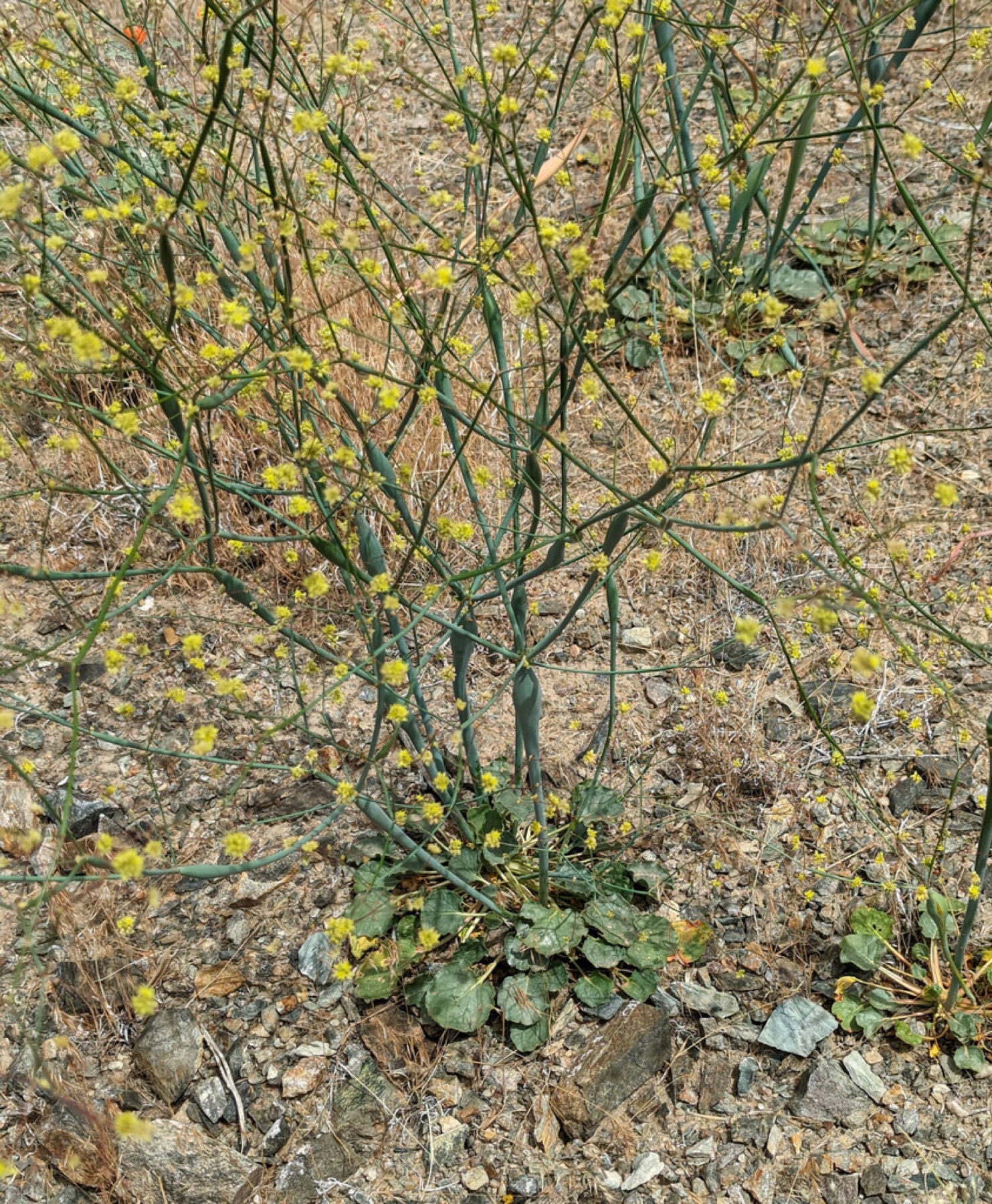 Desert Trumpet — photo 8