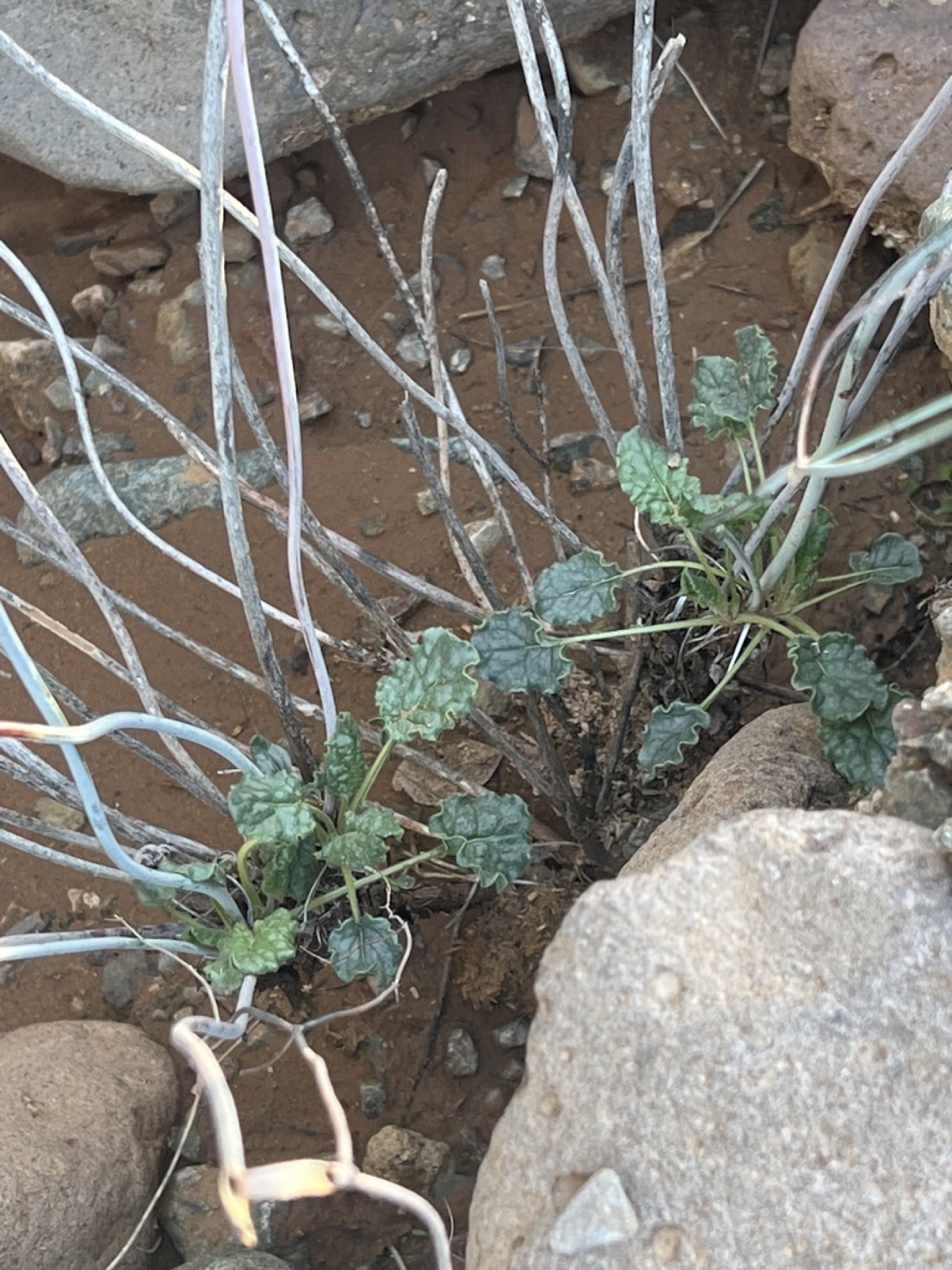 Desert Trumpet — photo 10