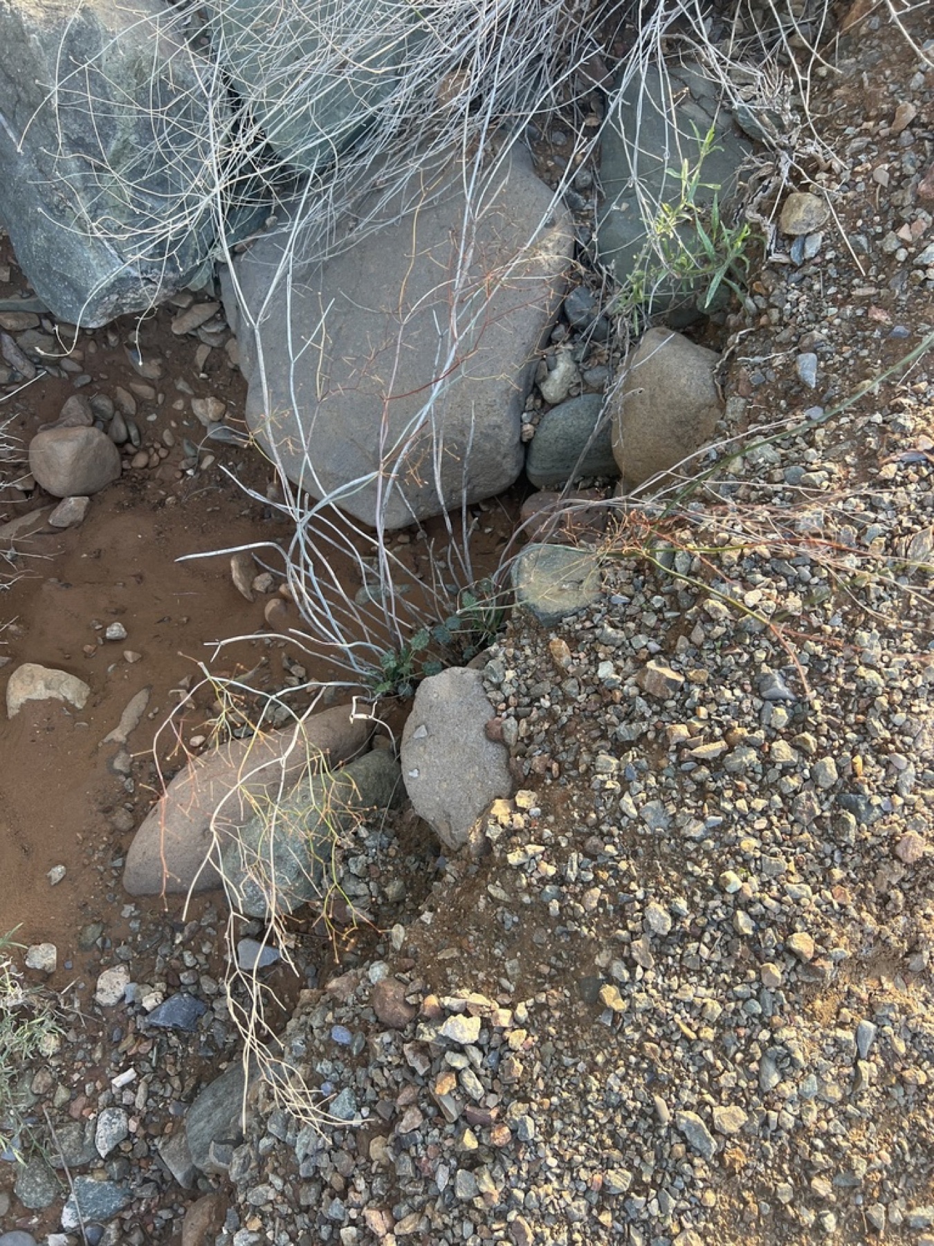 Desert Trumpet — photo 11