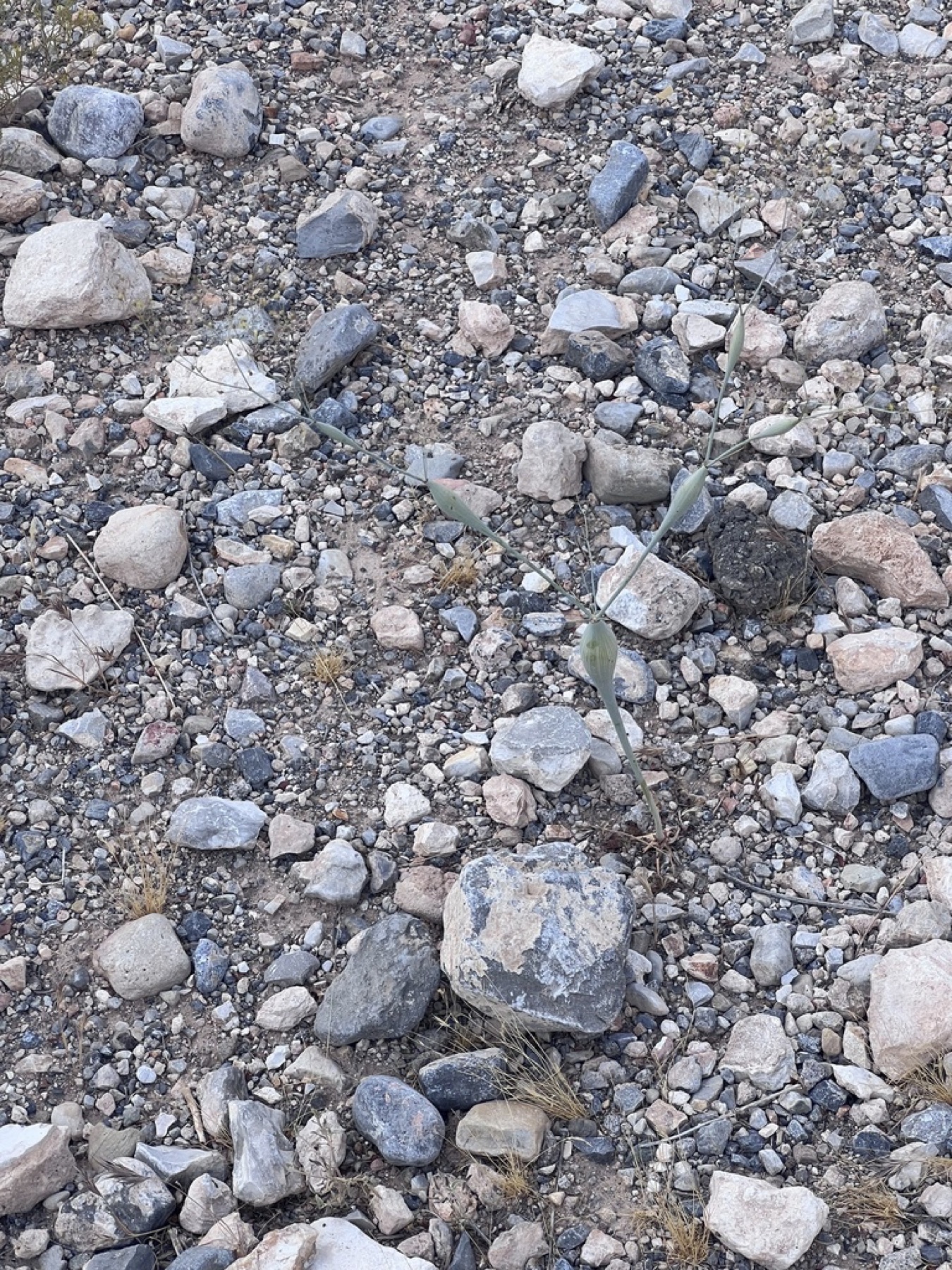 Desert Trumpet — photo 12