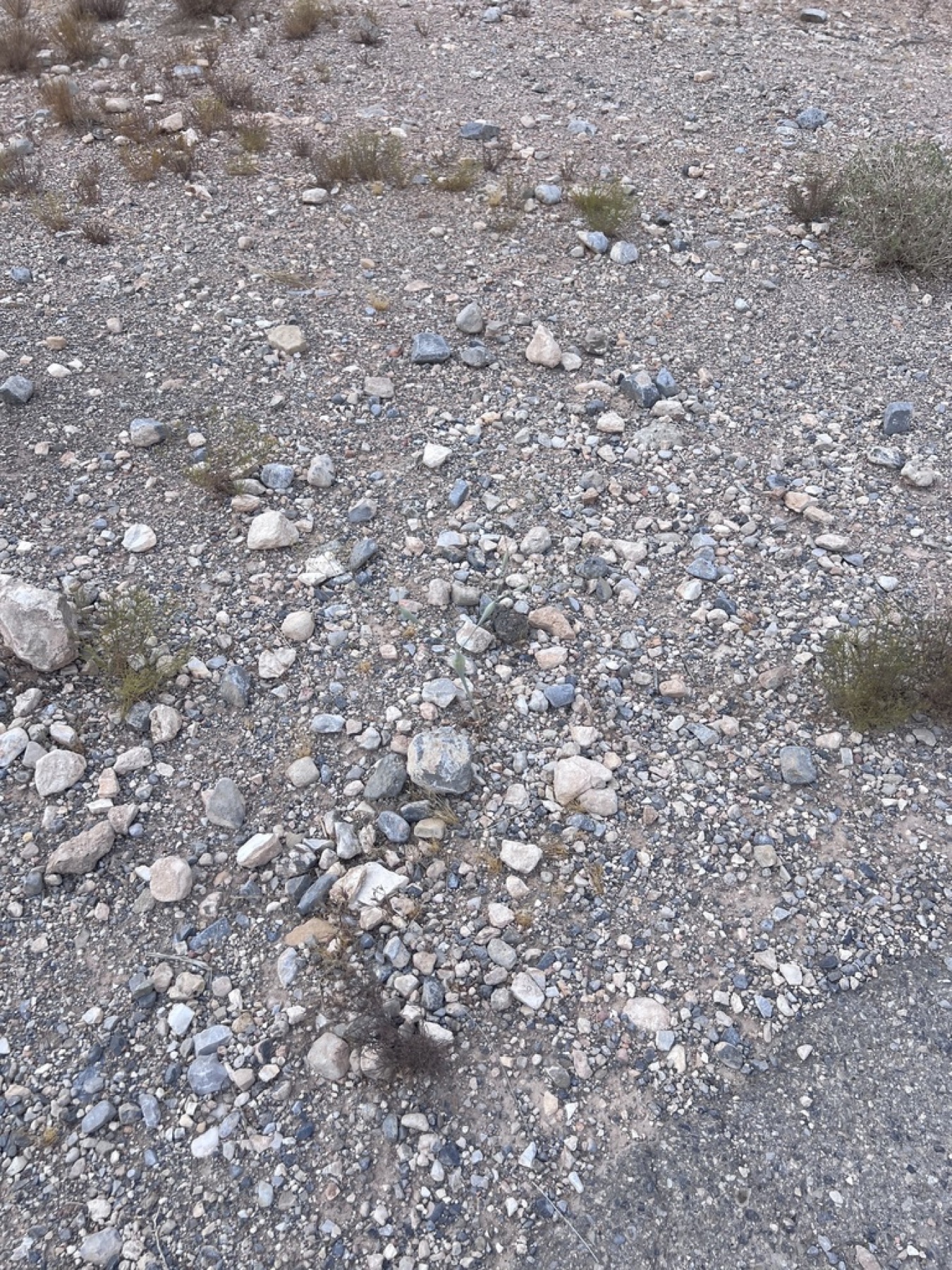 Desert Trumpet — photo 13