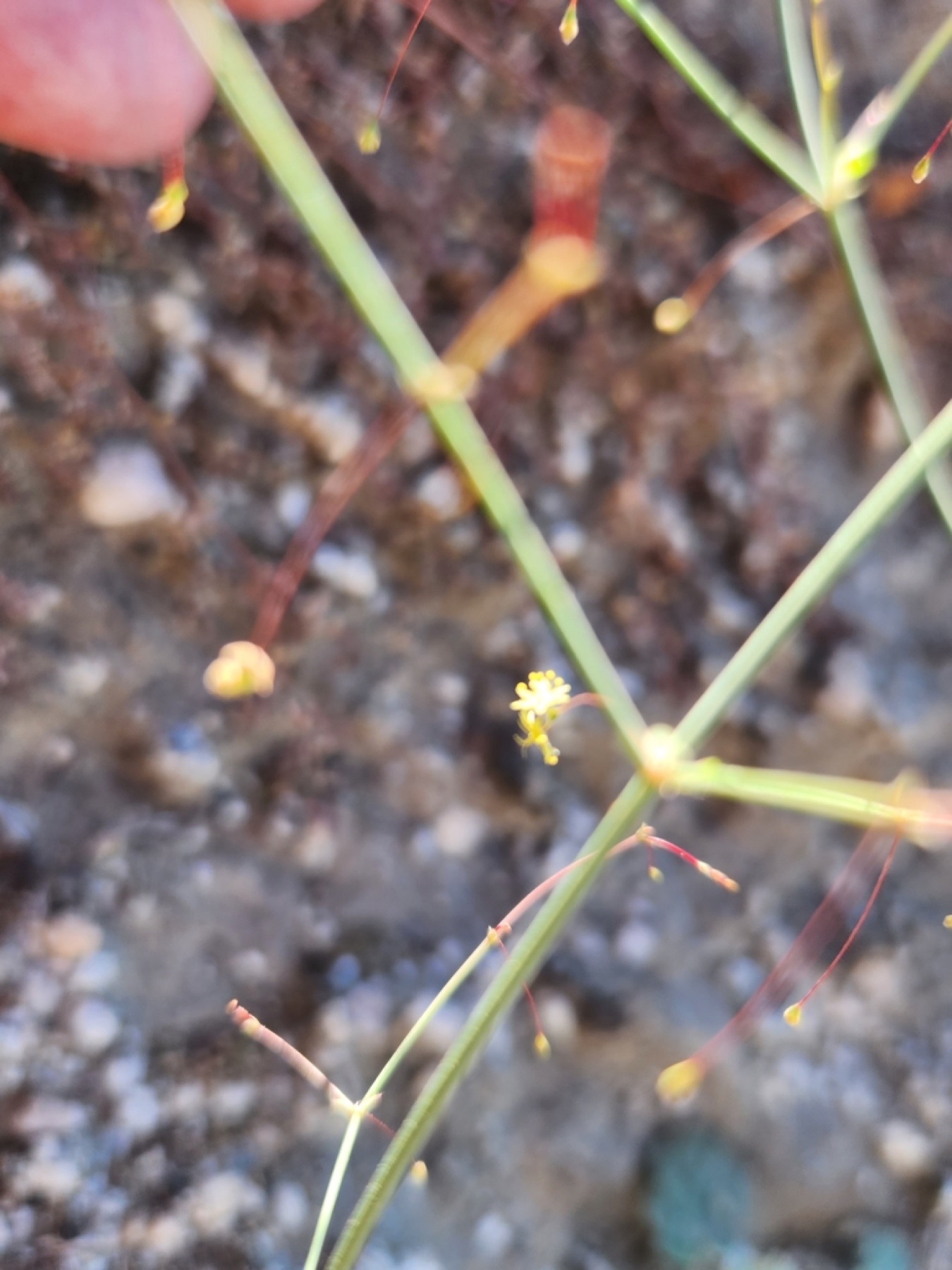Desert Trumpet — photo 14