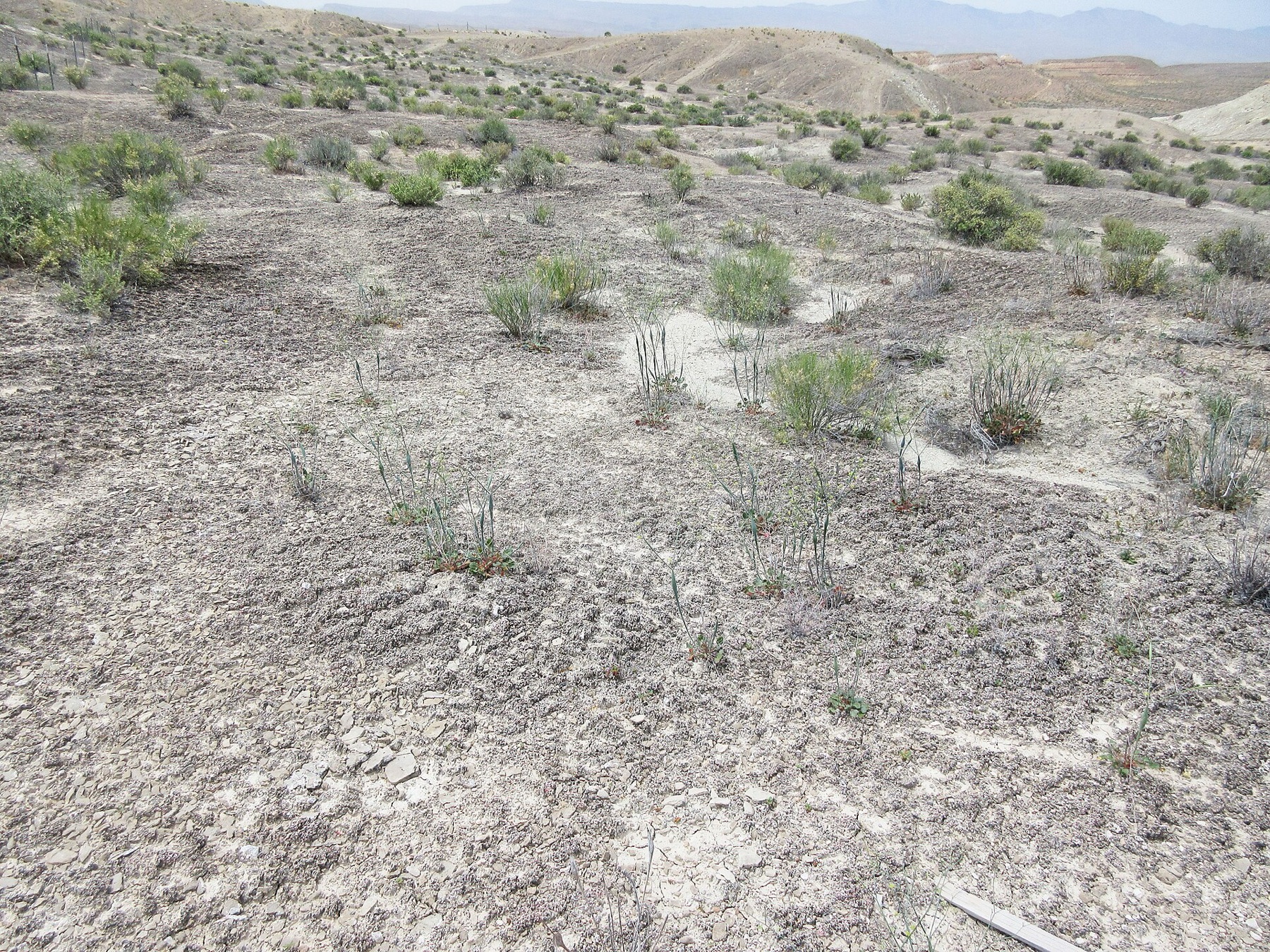 Desert Trumpet — photo 15