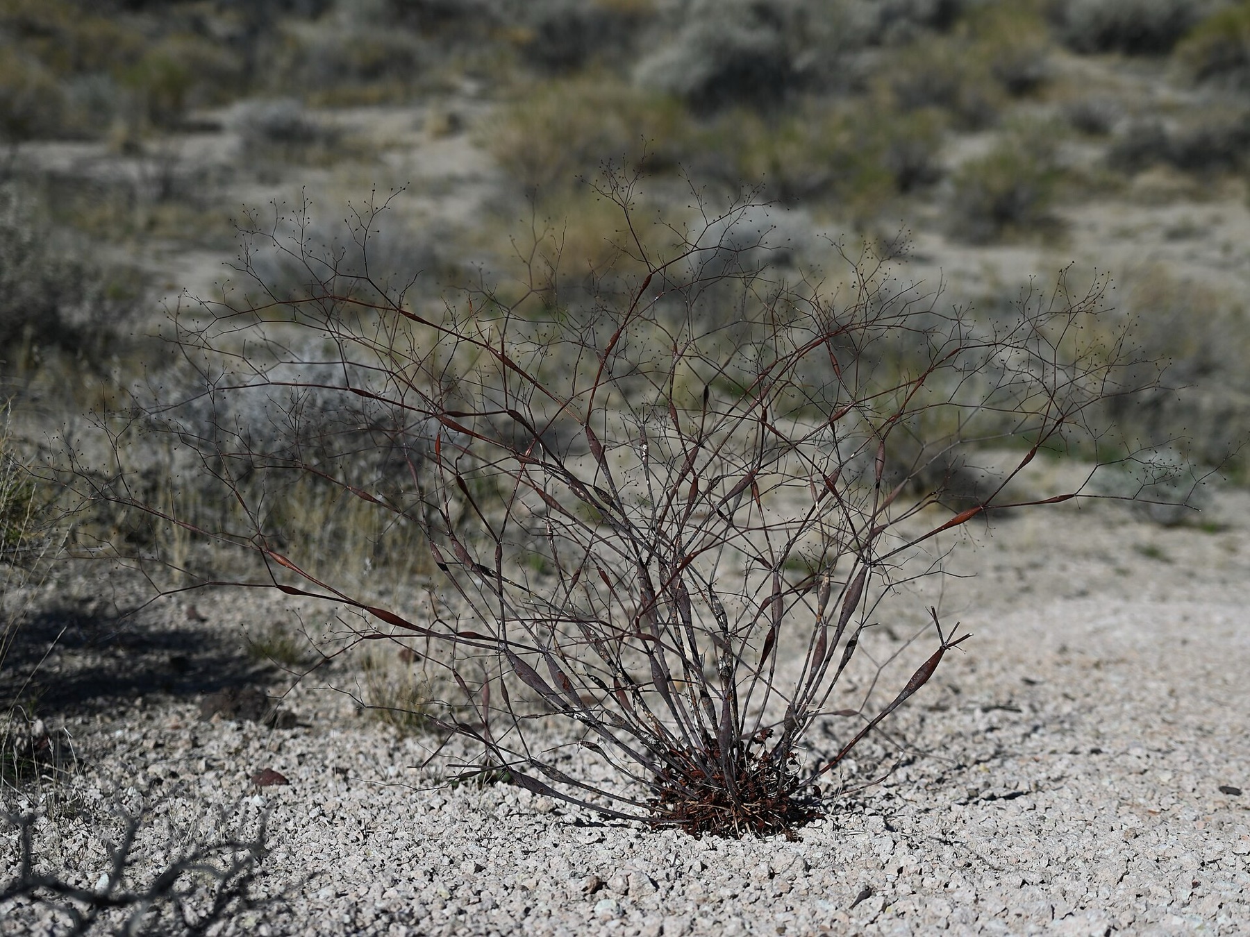 Desert Trumpet — photo 16